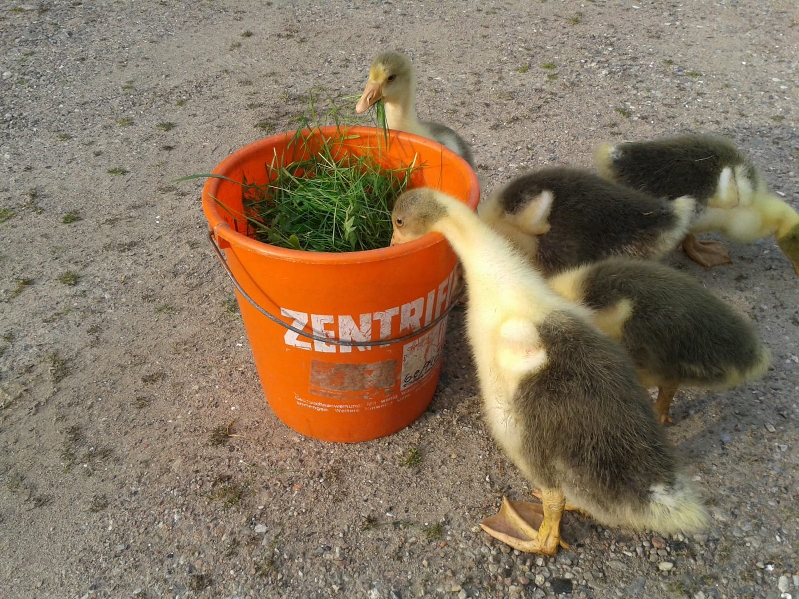 ...watt....watt....wir sollen umziehen??? Vorher wird noch mal in`n Eimer gelangt!