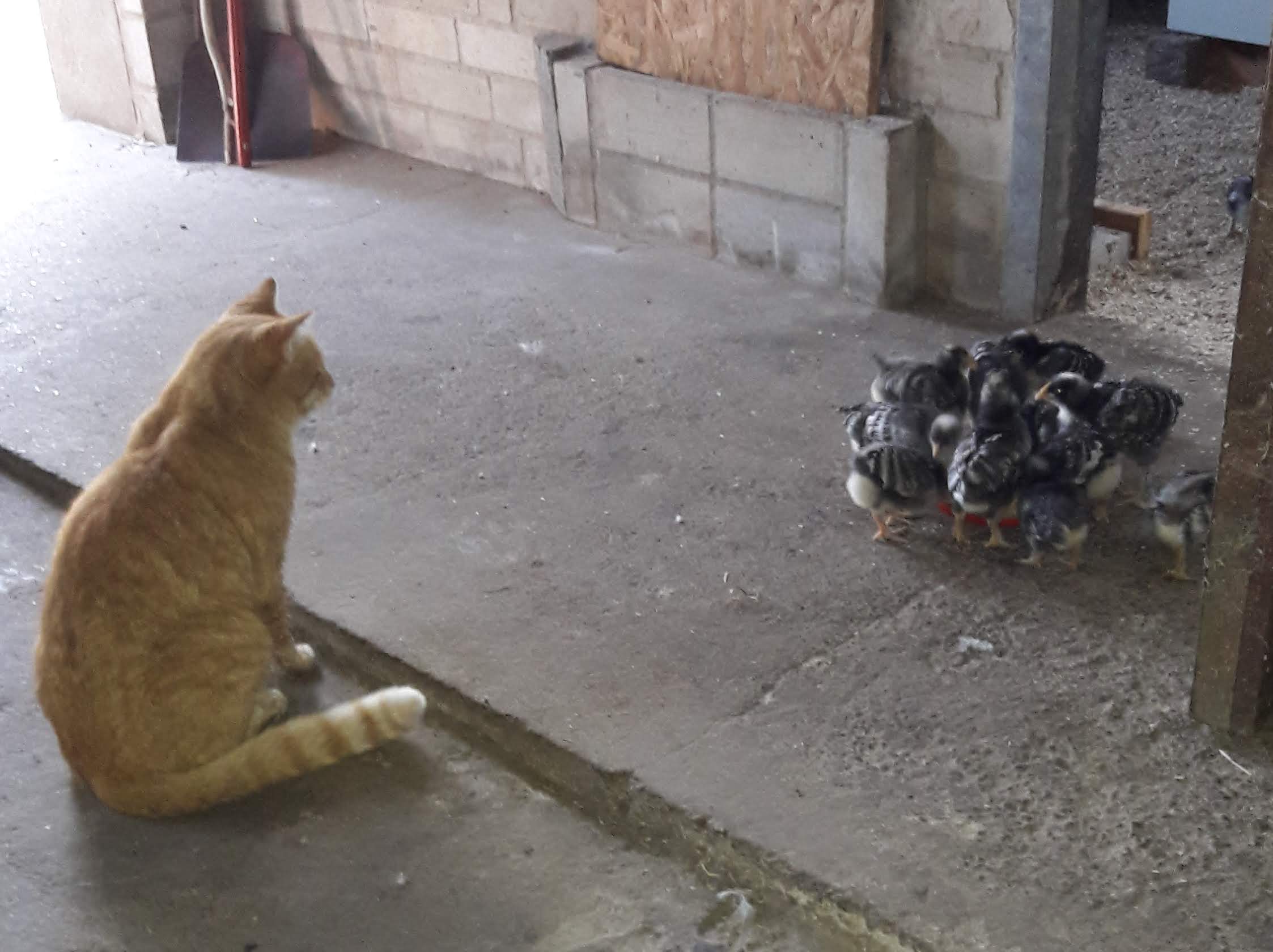 Erste Erkundungen. Unter Dickies Aufsicht (unter meinen Augen!!!). Das Prinzip kennt er von den Gösseln: Freunde frisst man nicht. Aber DIE HIER???? "Nein. Das sind auch Freunde. Ganz kleine!"
Auch nicht anfassen ?????? "
Nein. Auch kein kein kleines bisschen... Die gehen schnell kaputt!" Gut. Abstand. "Geht doch. Braver Katerkumpel. Nur gucken!"