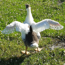Boooooahhh.... Flügel ausprobieren! Geht nur beim gehen. Zum fliegen reicht`s noch nicht.
