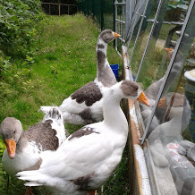 Immer wieder gern: Wenn wir im Glashaus Kaffe trinken, kommen die Langhälse um nachzusehen, ob sie vielleicht eingeladen werden.... Drehen an allen Schrauben und knabbern an allen Scheibendichtungen.... Unsere Unterhaltung wird häufig von Gegnadder unterbrochen...