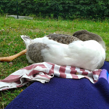 Böse sein kann ich ihnen nie! Zumal nicht, weil unsere gemeinsame nachmittägliche Siesta immer so tief entspannt abläuft. Irgendeine Gans liegt immer bei mir. Manchmal am Kopf, manchmal zu Füßen. Aber immer dicht bei. Oder auch alle...