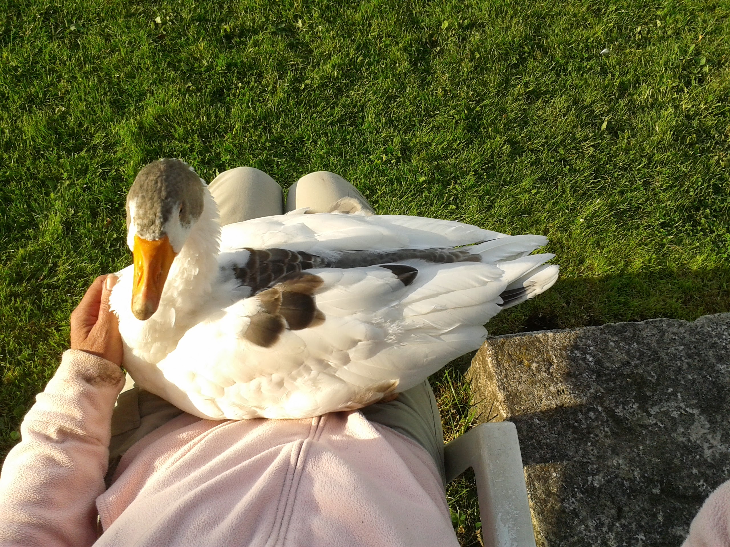 Oder ich schnapp mir z. B. Bäckchen, setzte sie mir auf den Schoß und kuschel mit ihr. Sie hat nix dagegen und bleibt ruhig hocken. Ohne festhalten.... Nur muss ich sie so platzieren daß das hintere Ende über mein Bein hinausragt. Wegen der Verdauung....