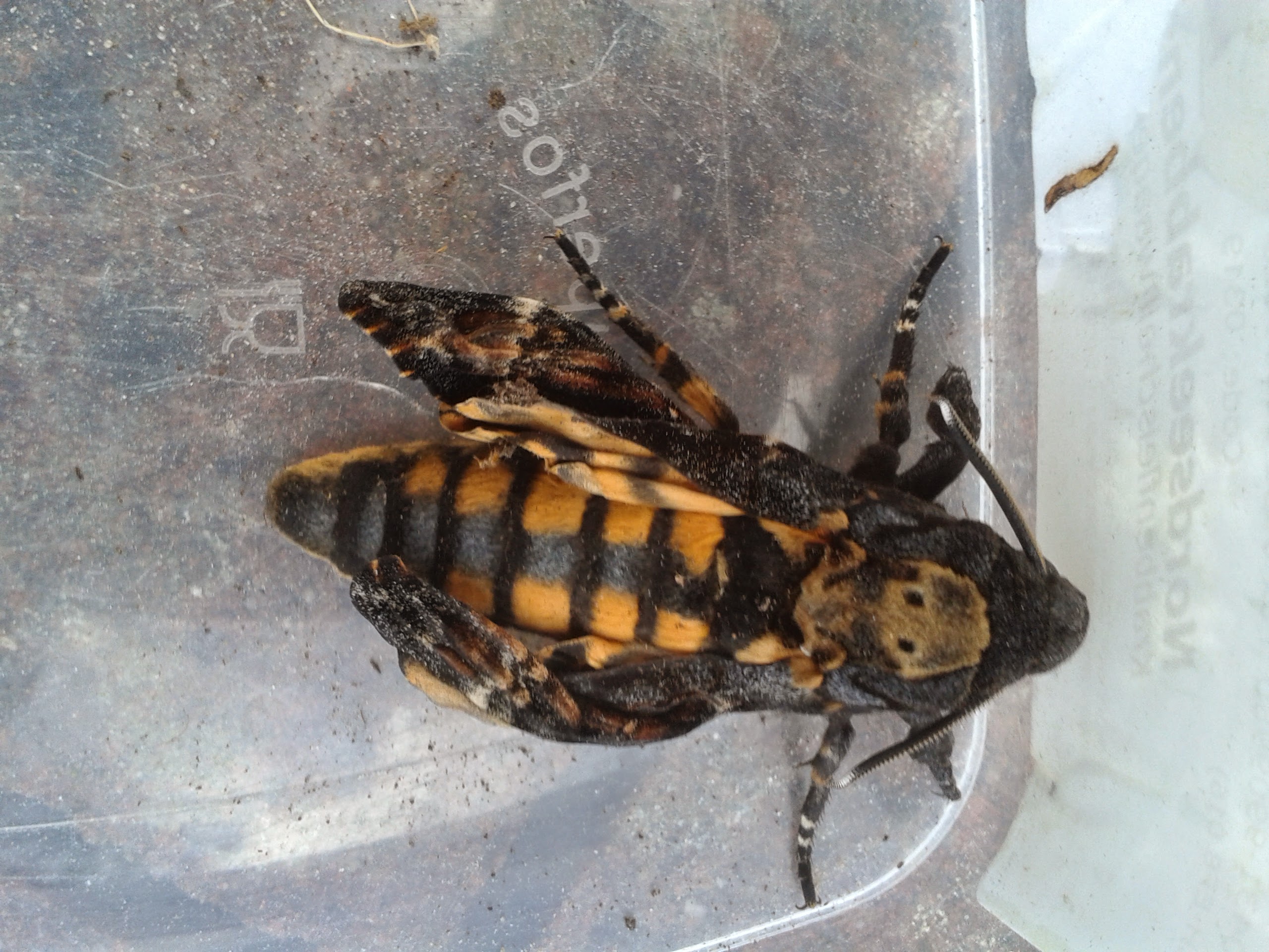 Bei 2 Puppen habe ich die Metamorphose zum Falter nicht mitbekommen - fand nur noch die leeren Puppenhüllen. Ausgeflogen.... Die 3. hab ich in einen Karton mit Gaze drüber gesetzt: Und konnte eines Morgens den frisch geschlüpften Falter bestaunen!
Lt. Wikipedia ist es der einzige Falter der "zischen" kann. Wenn er erschrickt, presst er Luft aus seinen Mundwerkzeugen, was einen gut hörbaren Pfeifton erzeugt.
Ich habs nicht ausprobiert und ihn sausen lassen...
Auf dem Nackenschild ist die "Totenkopf" Zeichnung deutlich zu erkennen.