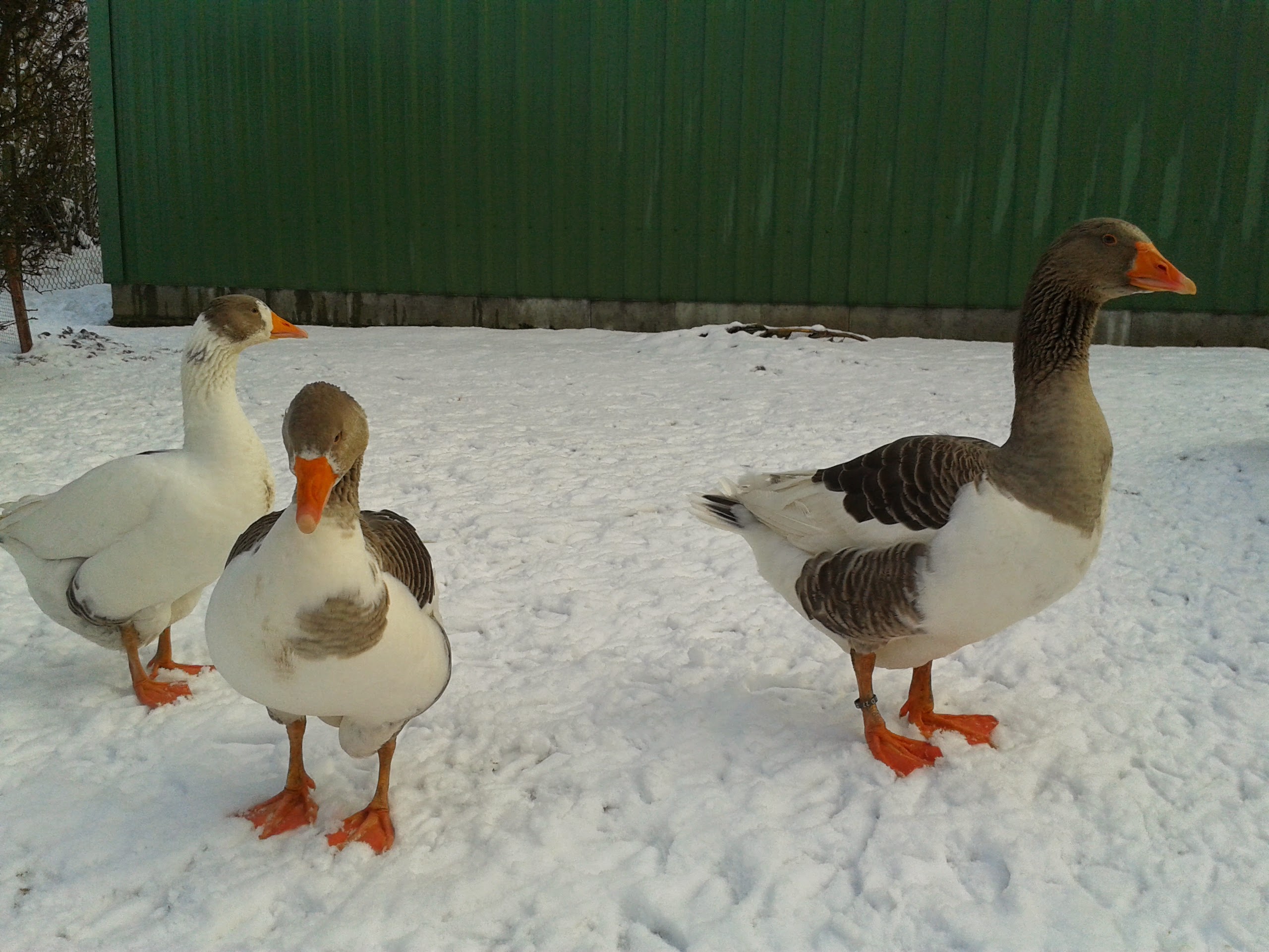 Irgendwann war plötzlich alles anders....lange dunkel... leise... alles Gras bedeckt von diesem weißes Zeugs... chhffft.... gnack...