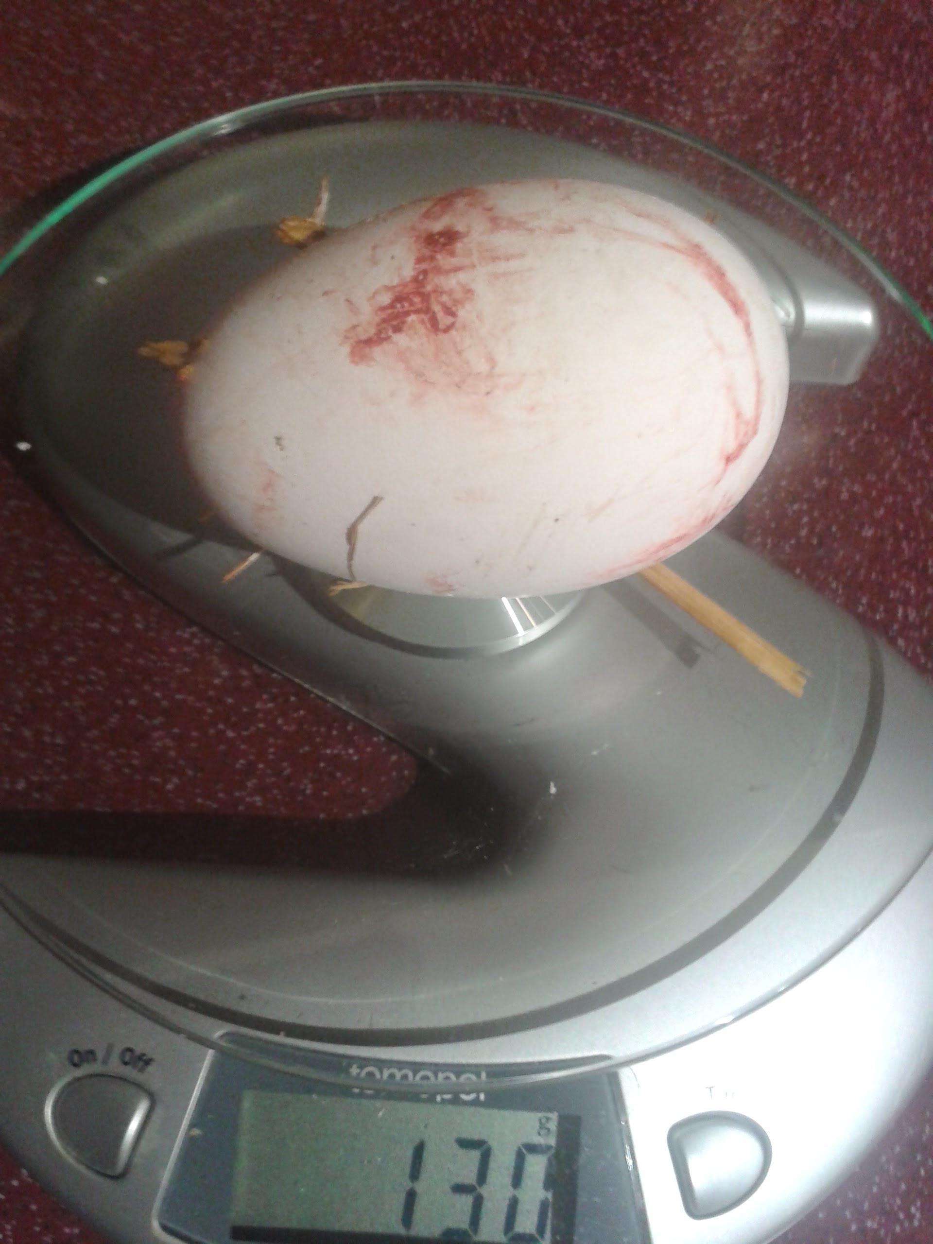 Am 23.2.2015 fand ich früh morgens das 1. Ei in Bäckchens Nest. 130 Gramm schwer - für den Anfang OK.