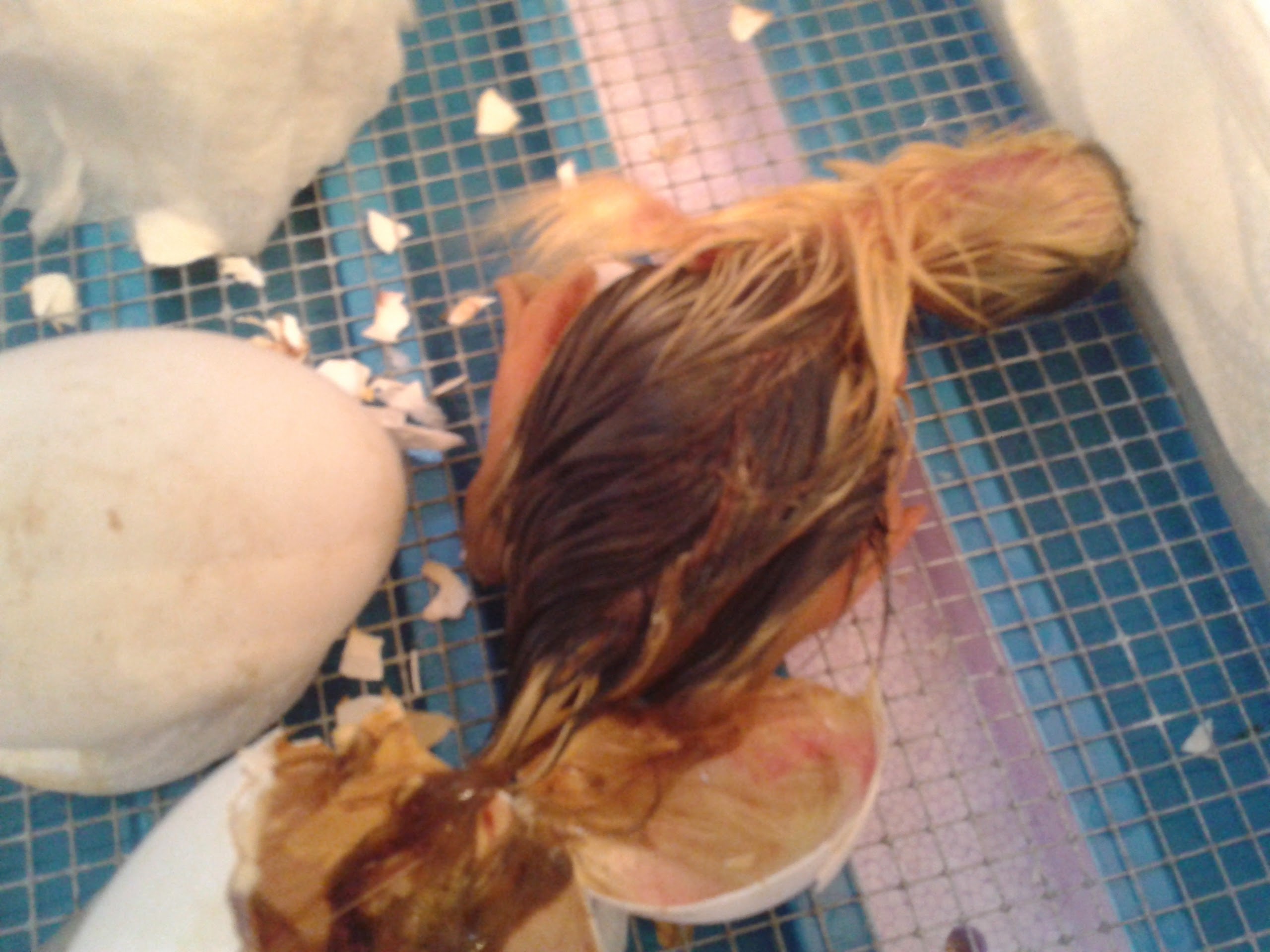 Wenn die Eikappe erstmal rundherum aufgepickt ist: Geht es ganz fix. Ausbruch! Manchmal auch Massenausbruch von 5 innerhalb einer Stunde.