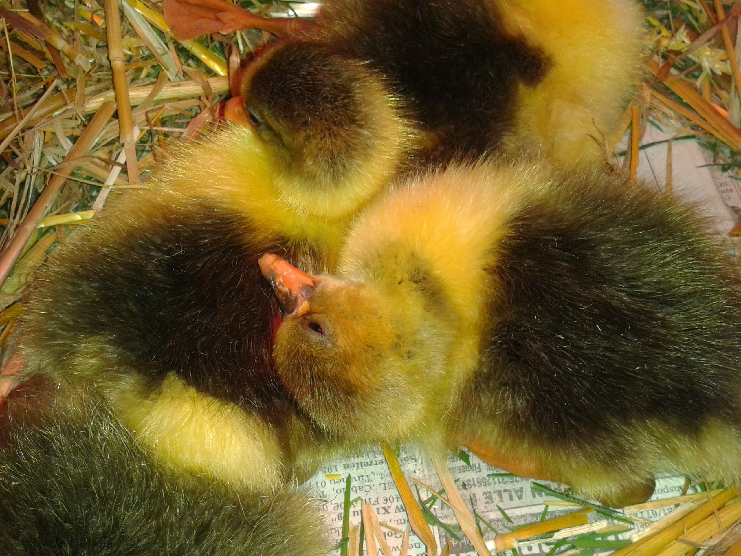 Zufrieden zusammengekuschelt "unterhalten" sie sich mit zartem "wiiiwiwiwi". Kontaktlaute, die auch ich verwende... Babysprache halt....