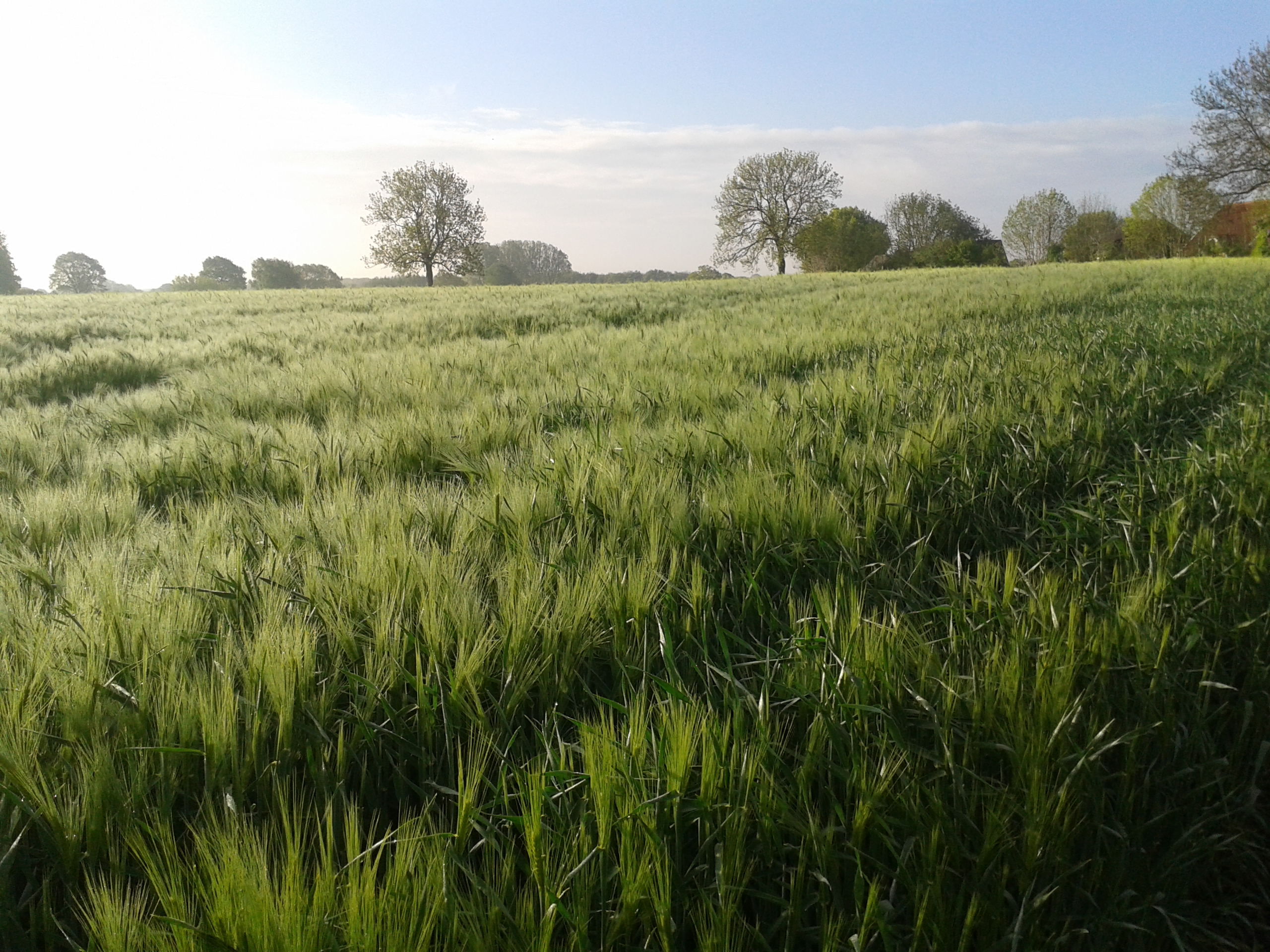 Die langen Grannen der Gerste wogen im Wind - wie Wellen. Wir gehen oft Abends einfach noch Mal den Feldweg lang. "Unser" Teilstück der Hunderte Jahre alten via regia... Vom Bauernhaus bis zum Bahndamm. Gucken, atmen, genießen die Zeit. Das Wachsen und Werden, die Ruhe und Idylle. Und manchmal begleiten uns die Gänse ;)