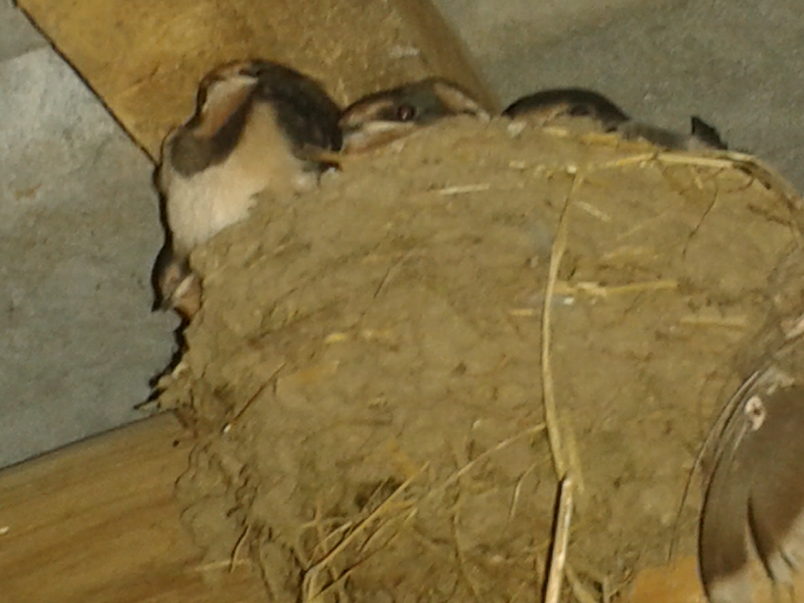 Diese Schwälbchen unterm Dach werden bald, mit ihren zahllosen Gefährten ihre waghalsigen Flugkünste um die Gebäude und über die Felder üben. Währen ihre Eltern den dicken Hofkater mit gezielten Sturzflügen in die Flucht schlagen.