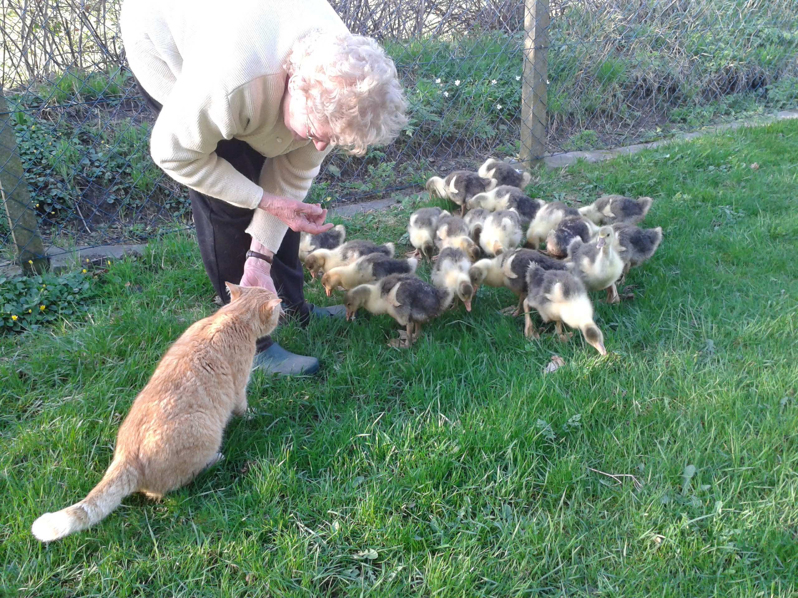 Schwiegermutter verklart dem Hofkater Dickie: "Freunde frisst man nicht. Auch nicht anfassen. Die gehen schnell kaputt..." Er hat`s kapiert.