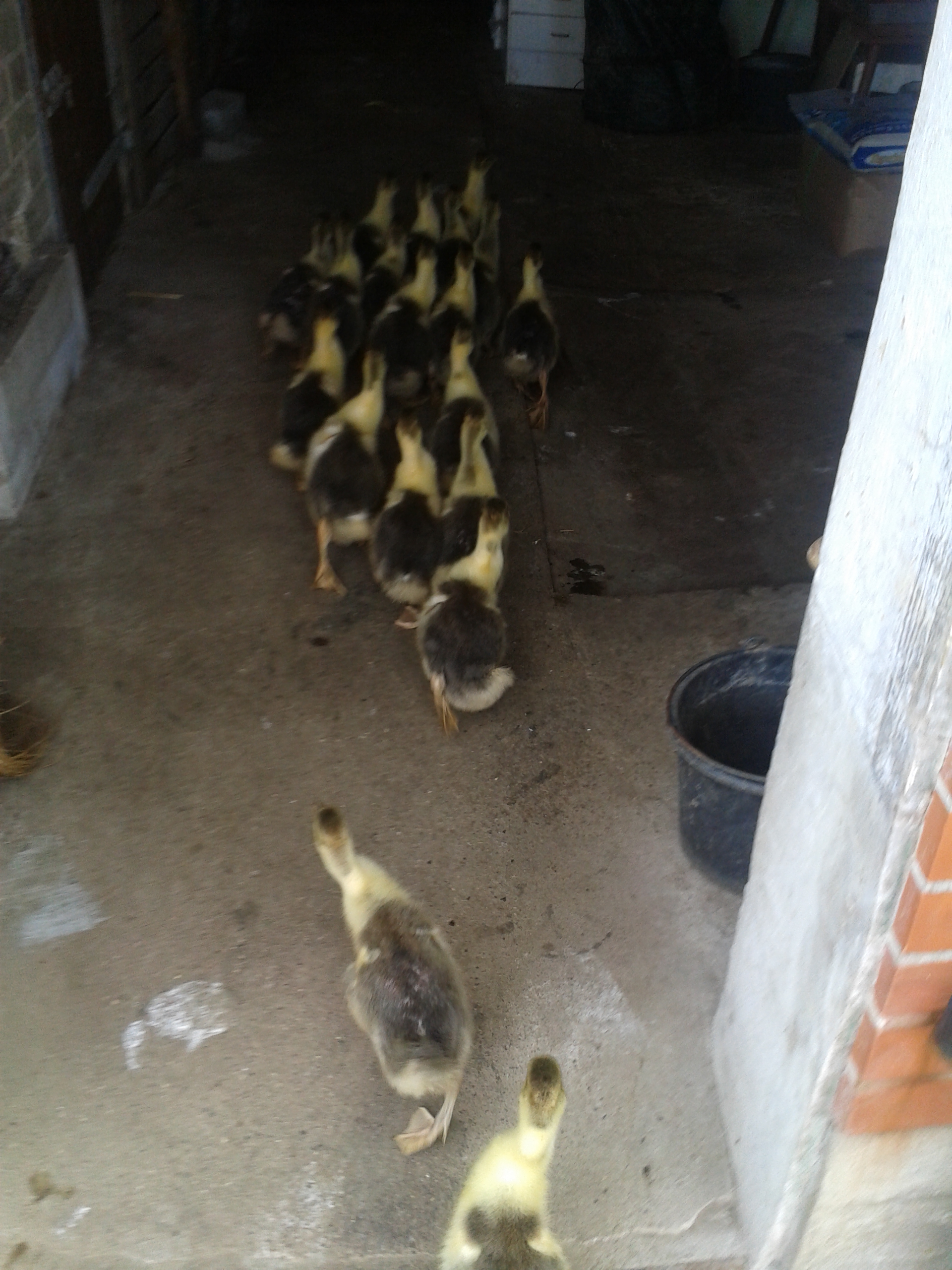 Ab in den Stall. Futter, Wasser, weiches Stroh, Sicherheit und süße Träume....