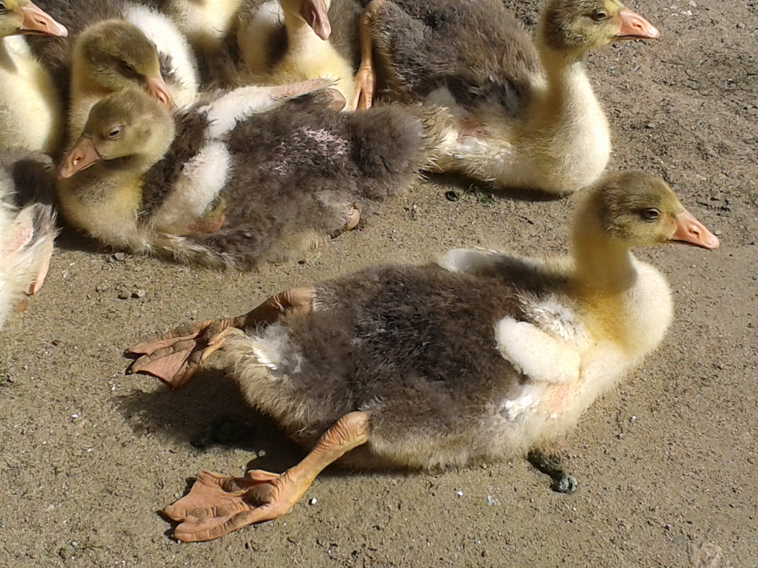 Ein Bein nach hinten: Entspannung......Beide Beine nach hinten: Totale Entspannung.