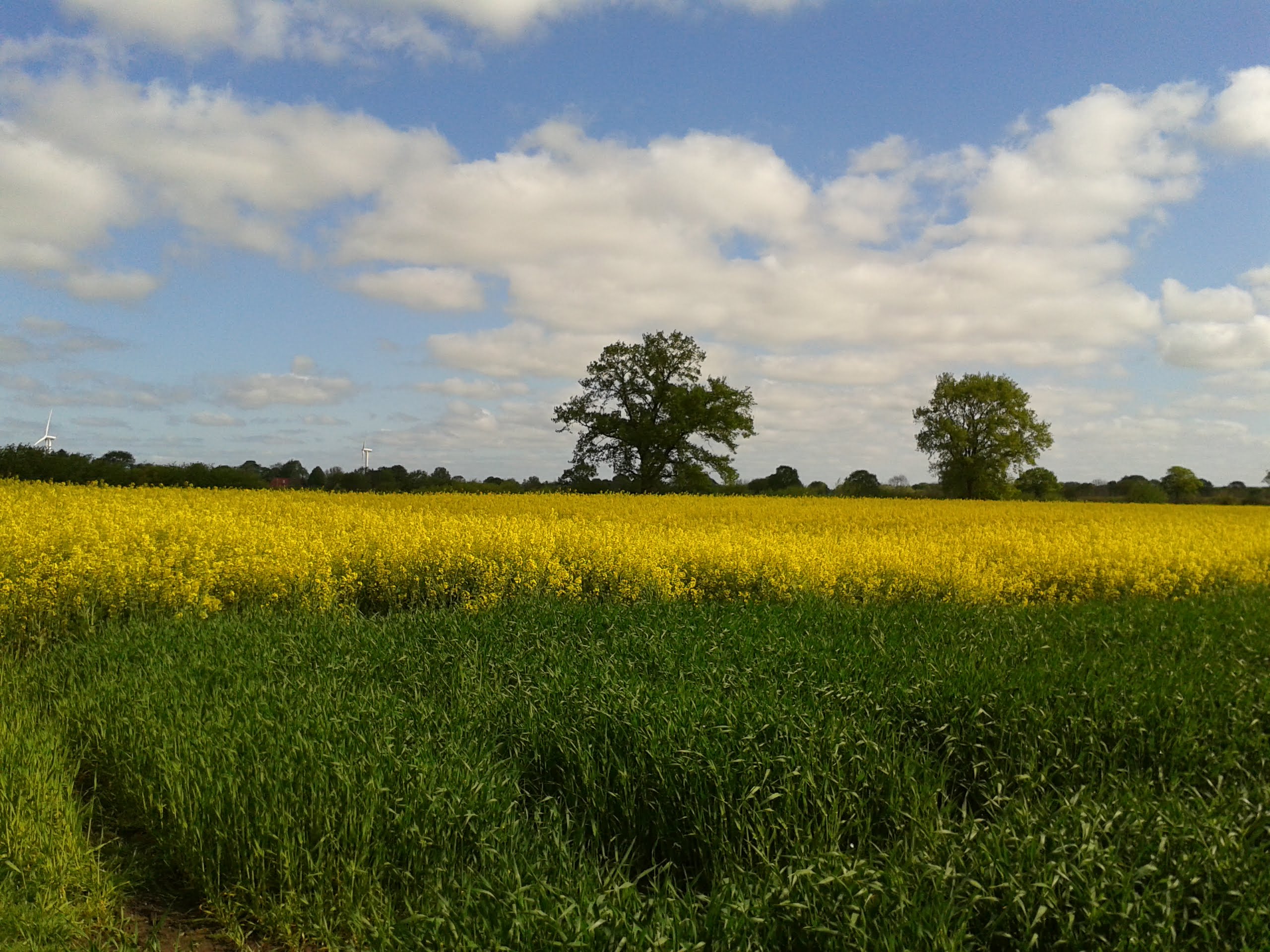 Mit dem Hafer sind wir wieder sehr zufrieden. Und der Raps üppig ist wie er sein soll. Unser "Haus- und Hof" Imker stellt jedes Jahr 8-10 Kästen auf und hat immer Rekorderträge. Die Immen fallen ja direkt ins Essen...