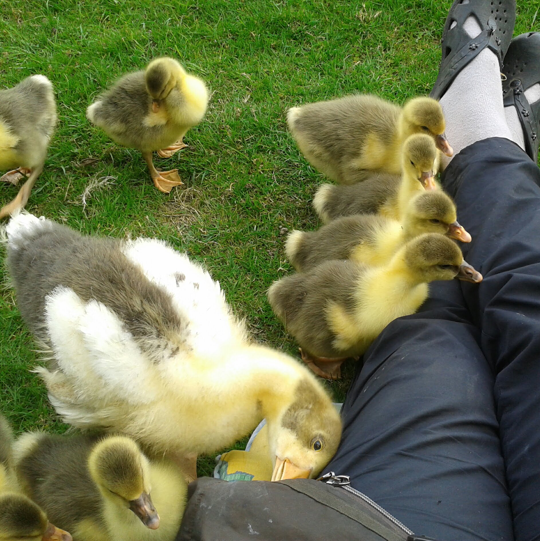 Die Gössel kleben an mir wie ein "Drops am Hemd" 1. und 2. Brut laufen jetzt zusammen und sind beste Freunde. Sie wachsen rasend schnell... Demnächst kommen die ersten zu den neuen Besitzern...
