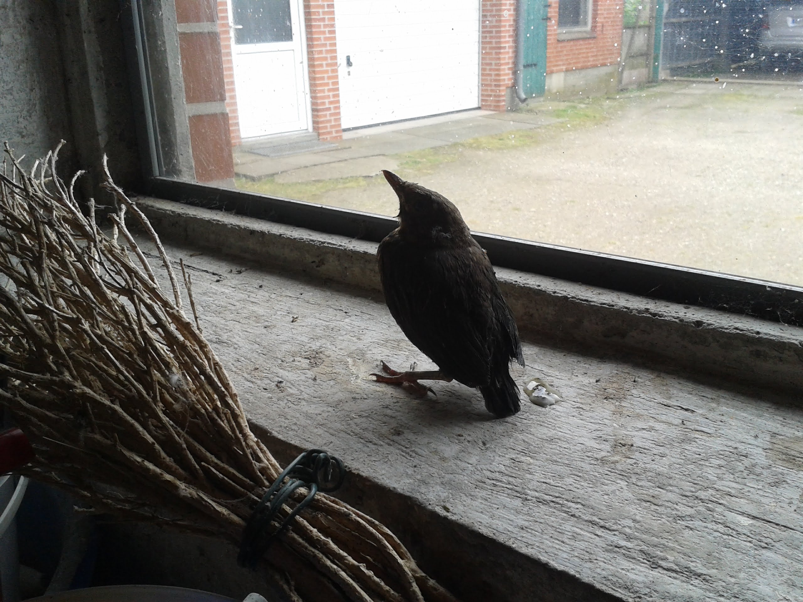 Und diese orientierungslose und total verschreckte Jungamsel, deren Eltern das Nest in die Holzstapel-Abteilung des Gänsestalls gebaut haben: Wird von Menschenhand sanft in die große Freiheit befördert. Guten Flug und ein langes Leben!