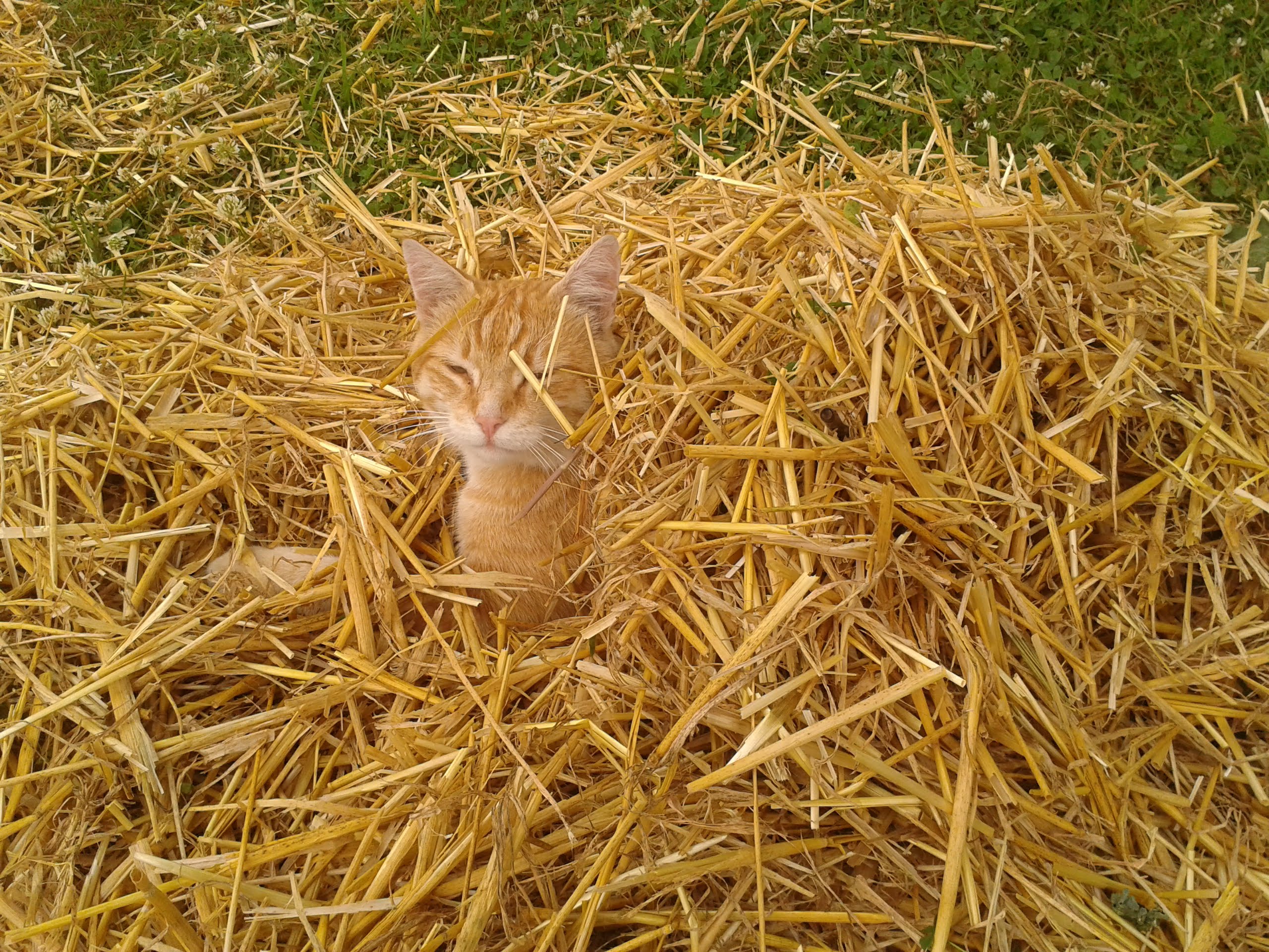 Suchbild: Wo ist der Hofkater???? "Ach da ist er ja.... da iiiiist er ja....." Alberner Kerl..... aber überaus lieb und unentbehrlich. Jeder Besucher wird "übern Hof geliebt und geschmust". Den hätten wir schon ..zig Mal verschenken können. Tun wir aber nicht!........ "da iiiiist er ja"