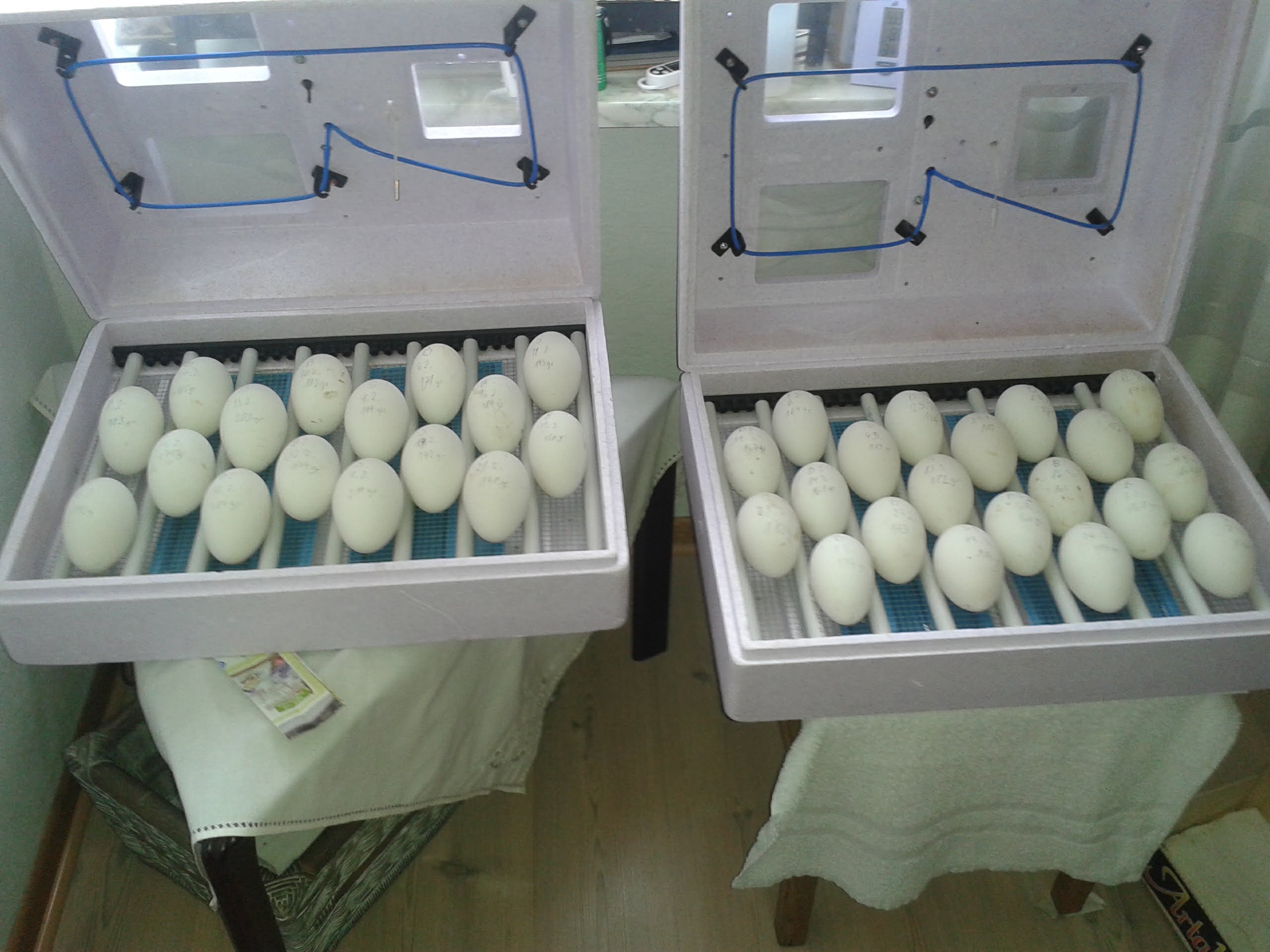 Die unhörbaren Brüter stehen bei uns im Esszimmer. Jederzeit im Blick. 2 deswegen: 1 Hauptbrüter und 1 Schlupfbrüter mit ca. 37,5 Grad. (Brut 2018: Ei-Gewichte 170-220 Gramm)