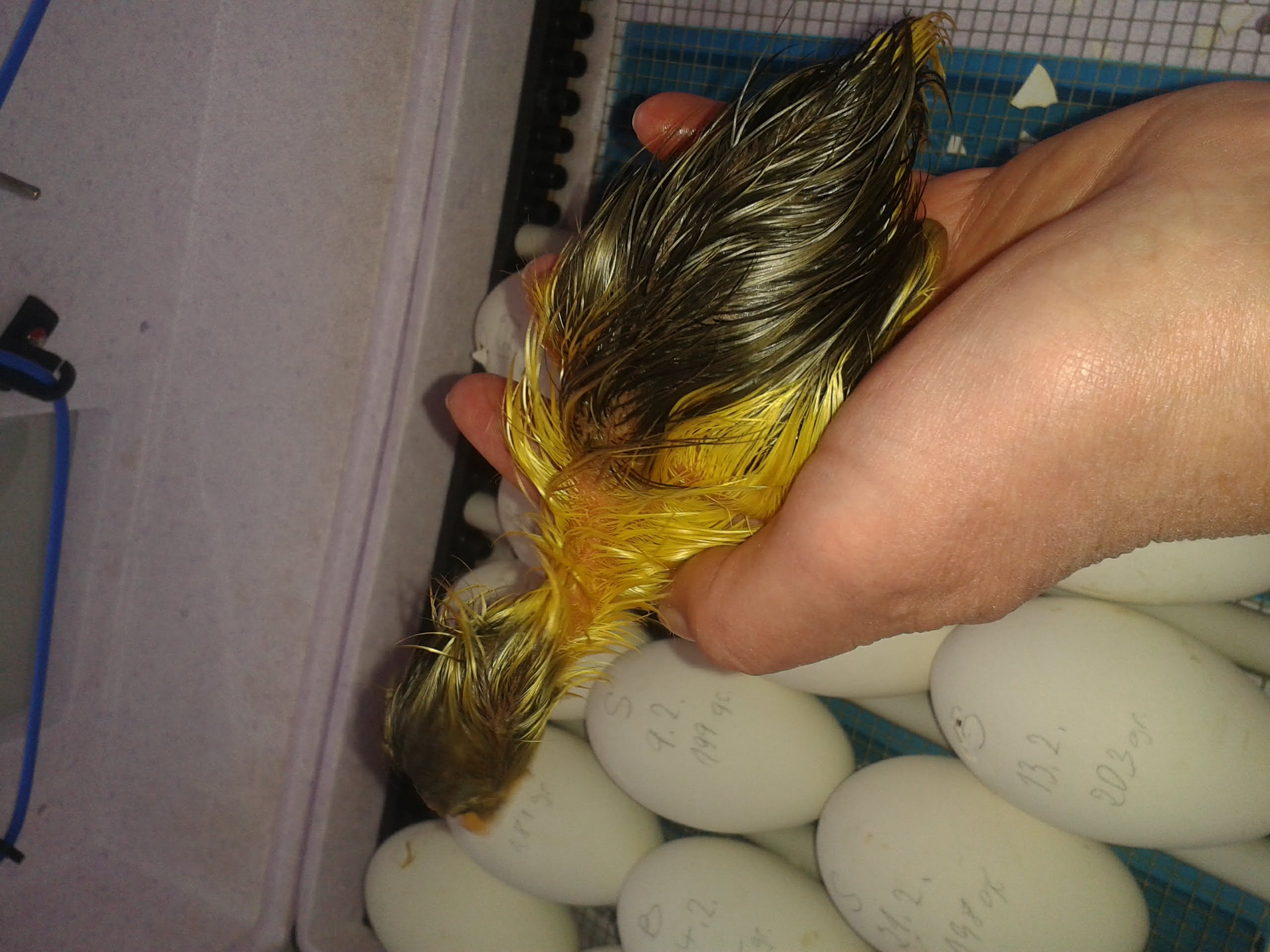 So groß sind die ganz frischen Lütties. Meine Handfläche ist 10 cm breit....