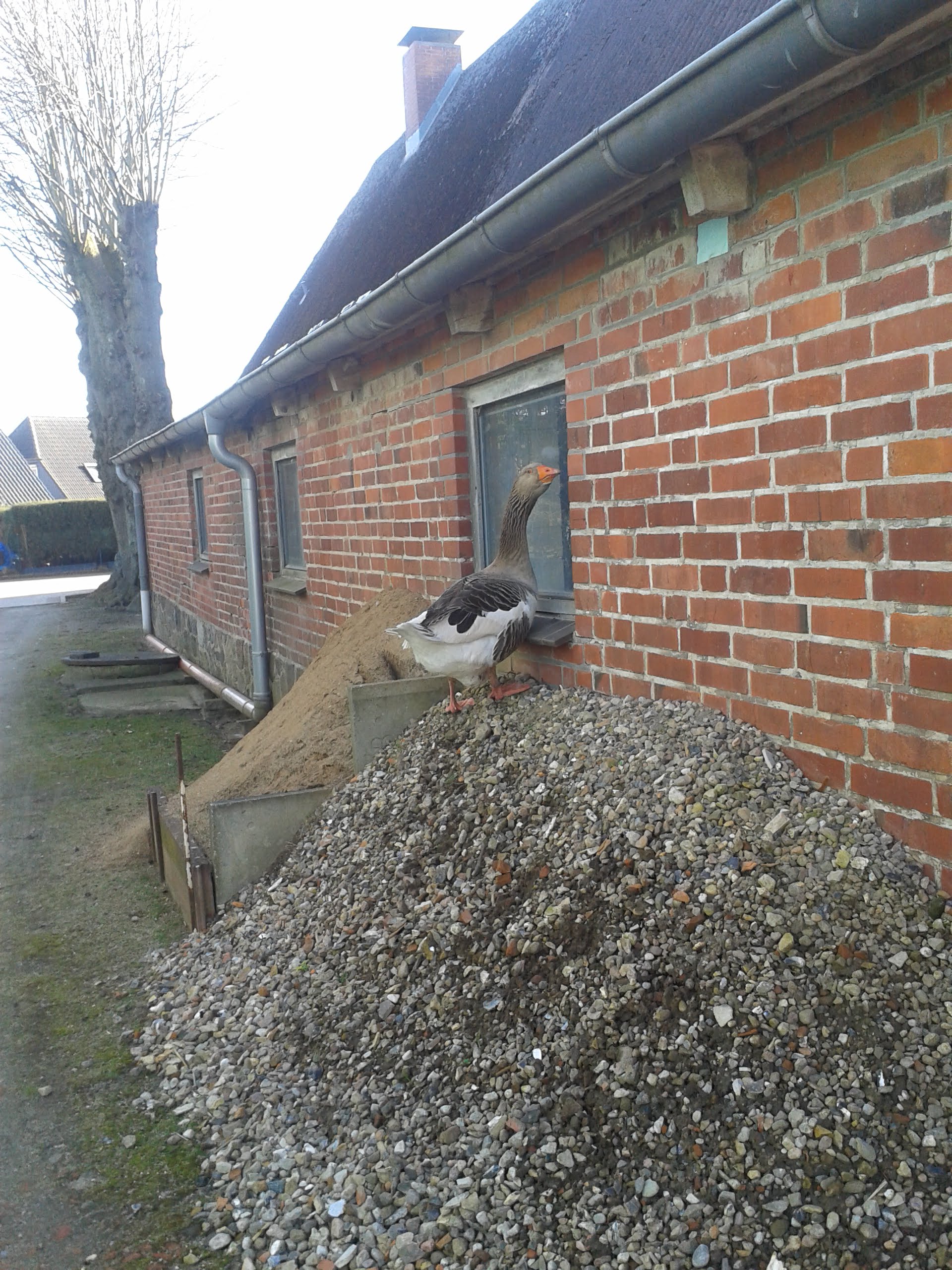 Draußen an der Stallwand ist noch ein Schotterhaufen - der demnächst weggearbeitet wird. In diesem Jahr diente er Gustav - weil ich die Tür zugemacht hatte um Ruhe zu haben - dazu: Durchs Fenster zu linsen, was die Chefin im Stall mit seinen Kindern anstellt. Der Ganter ist SO SCHLAU!
