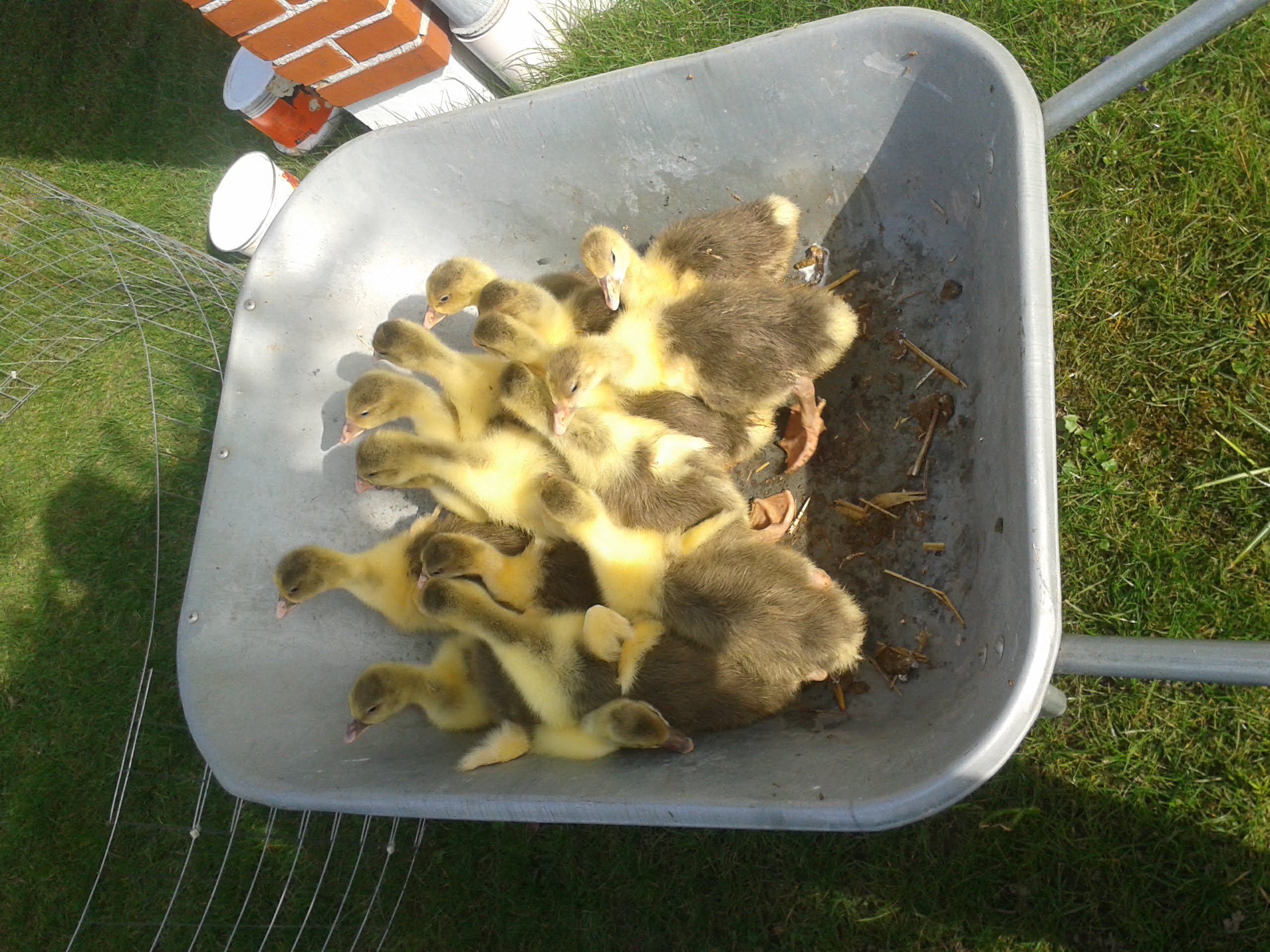 8 Tage alt: Fix mit dem Kindertaxi auf die Wiese ins - auch von oben - gesicherte Kindergehege. Auch die Krähen haben jetzt Nachwuchs zu versorgen. Und so ein unbeaufsichtigtes Gänseküken, schön fett und lecker... NEIN! Muss nicht sein!