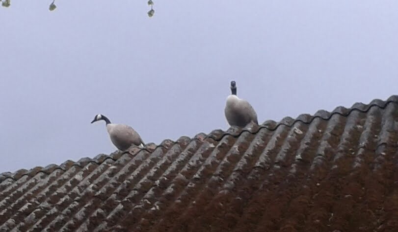 Jetzt noch was "fleuchendes": Kanada-Gänse auf Hausbesuch. Das Paar ist auch selbstverständlich auf der Hofweide der Gänse gelandet und hat sich am jungen Hafer den Kropf vollgefressen. Und ist alle Tage laut trompetend wieder gekommen. Um dann irgendwann weg zu bleiben...