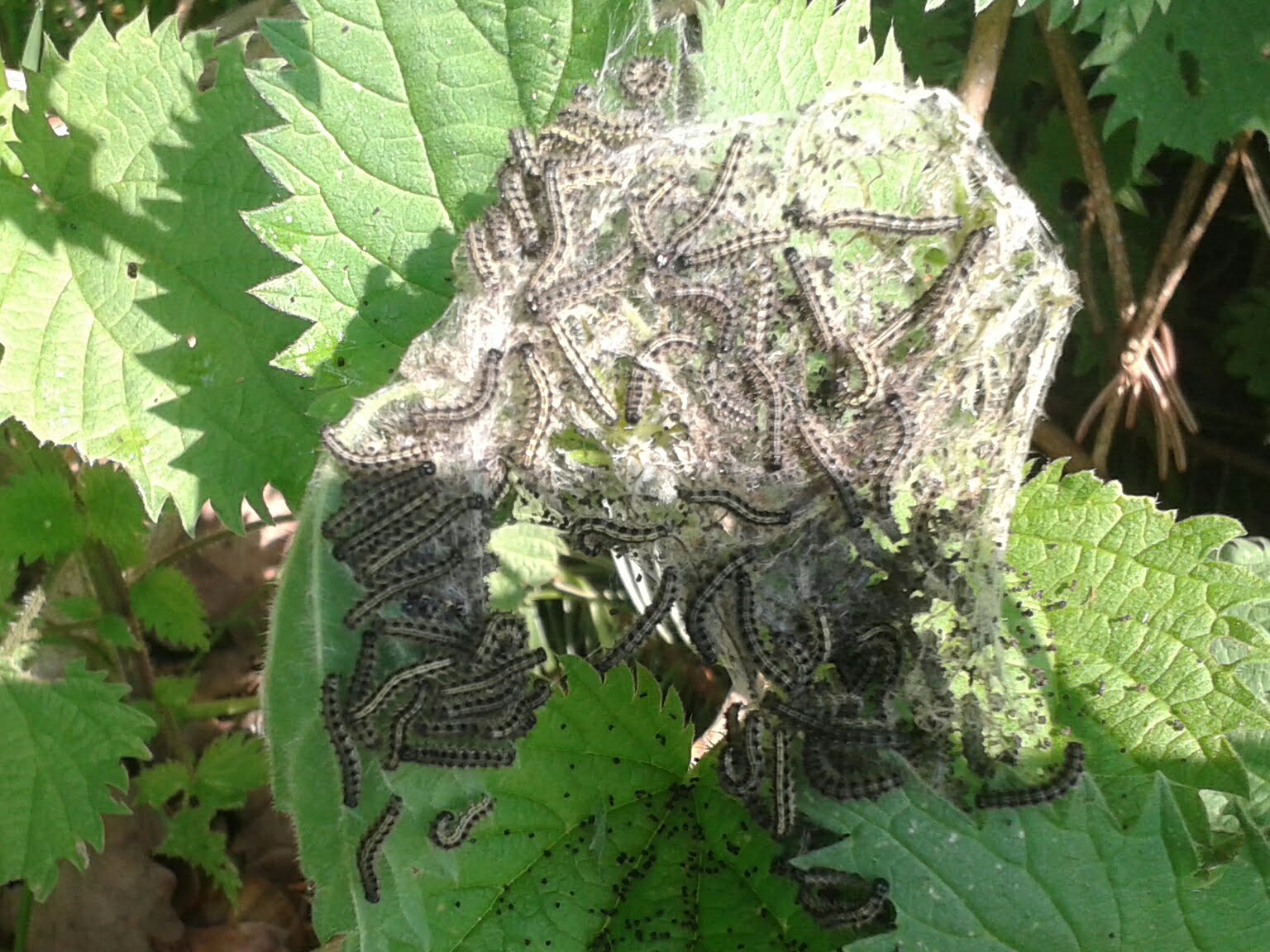 Eigentlich kann man schon Mitleid mit dieser Brennnessel-Pflanze haben. Als Wirtspflanze für eine ganze Raupenkolonie wird nicht viel von ihr übrig bleiben. Aber als fertiges Tagpfauenauge sind die Schmetterlinge gern gesehene Gäste...