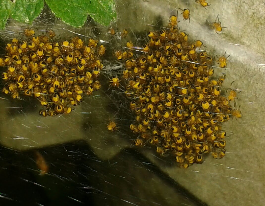 Und hier an sonniger Stelle ein gaaanzer Schwung frisch ausgeschlüpfter miniwinzigkleiner Spinnenkinder. Alle eng zusammen. Bis man ganz leicht mit dem Finger drauf stuppst. Dann flitzen die Kügelchen auf irre schnellen Beinchen in alle Richtungen auseinander. Um sich dann Minuten später, wenn die Luft rein ist, wieder zusammen zu finden.