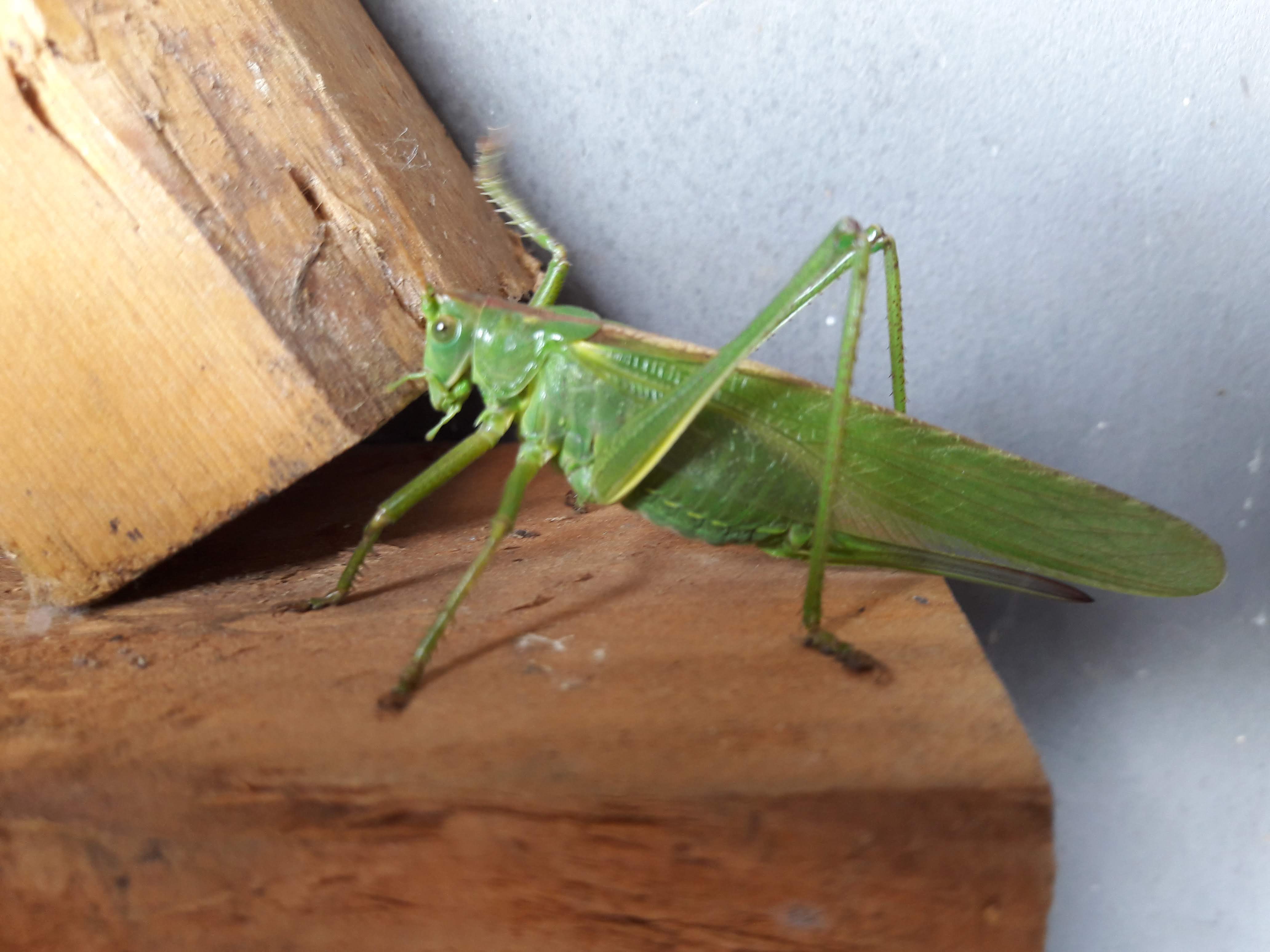 Ein anderer Ritter: Das Heupferd. Fingerlang und grasgrün. Und irgendwie wirkt er in der Oberläche der Panzerung wie aus Kunststoff... Die Grashüpfer sind vieeel kleiner. Auch hier wieder wie bei dem Hecken-Kollegen: Besser geht`s nicht. Auf die Hand nehmen ist überhaupt nicht ekelig. Nur krabbelig durch die Hakenfüsschen.
