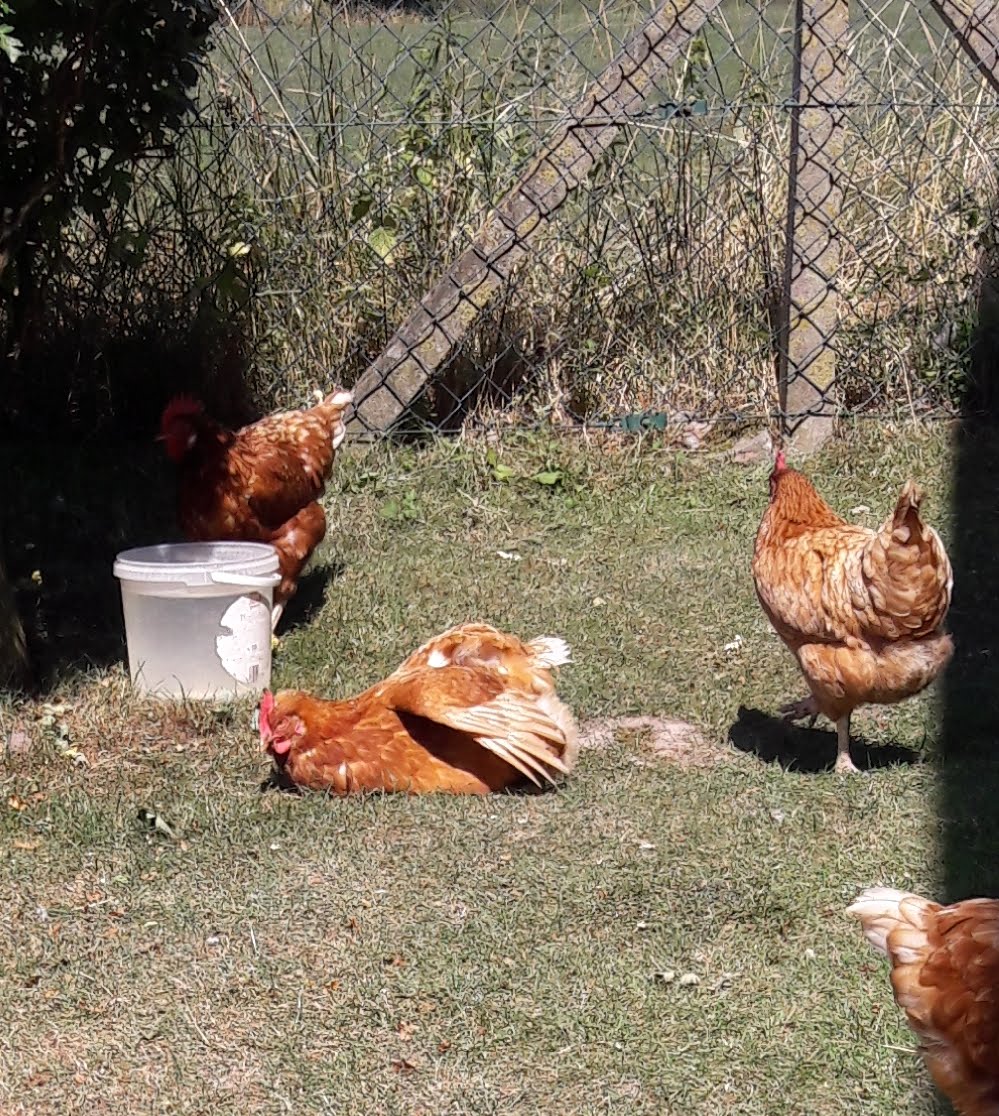 Die "Lohmann" Damen lassen sich das gut gehen. Inclusive "Sonnenbad"