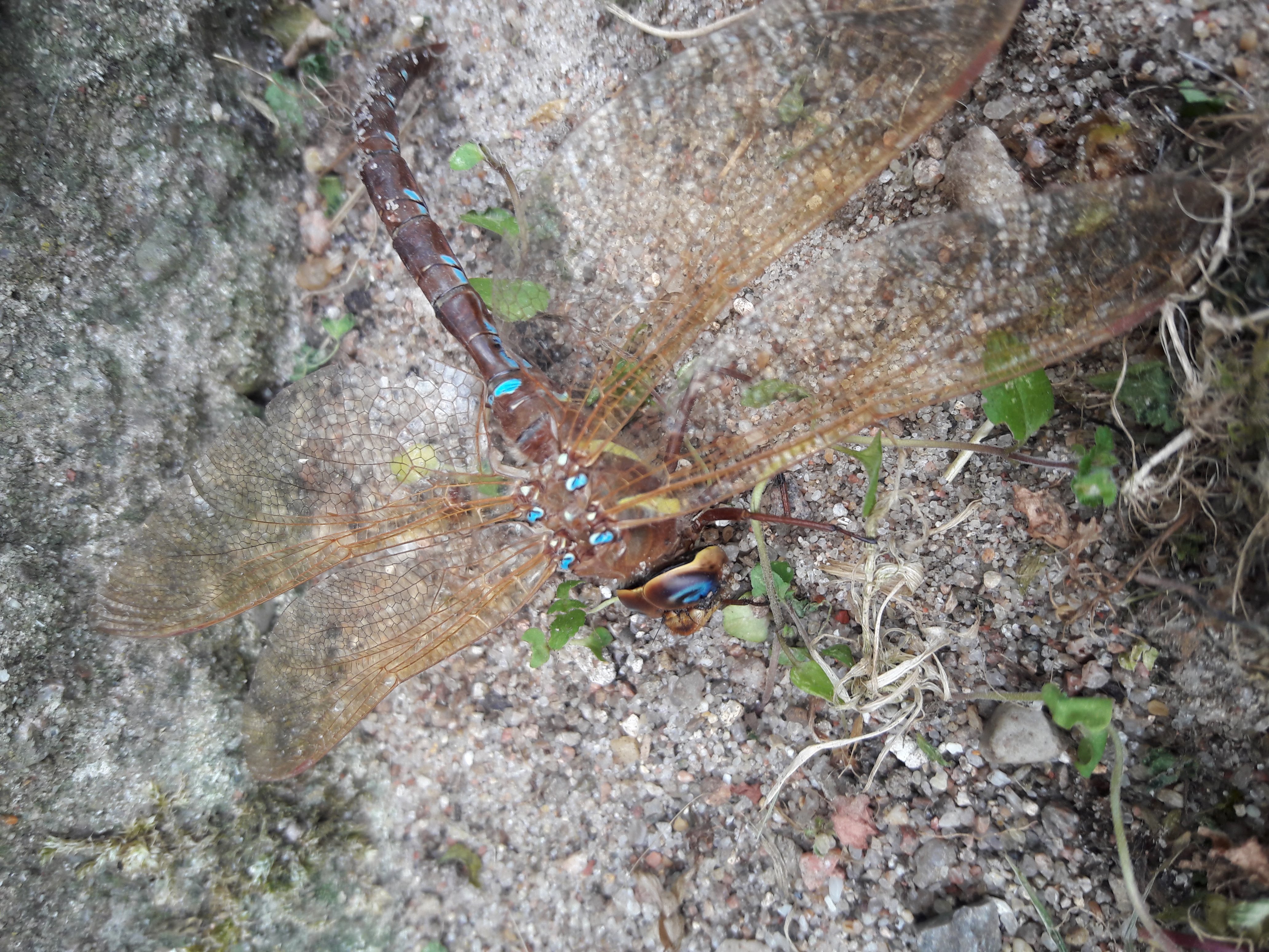 Ein Edelstein der Lüfte. Selten, fragil scheinend und doch so stabil. Und ganz aus der Nähe: Ein Alien. Seit Millionen Jahren auf unserer Erde.