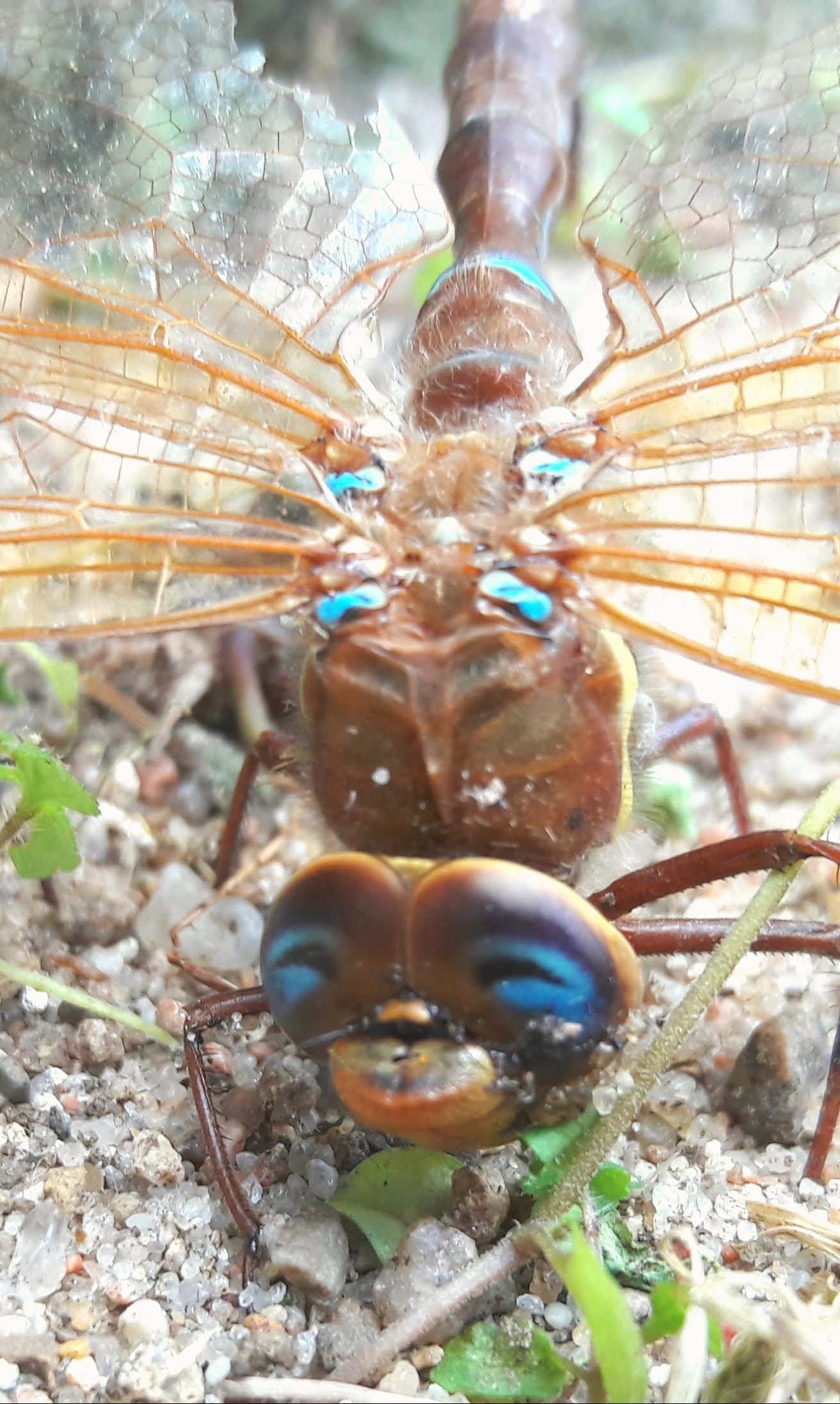 ... wie die Natur das so hinkriegt..... Da muss seit Äonen nichts mehr dran verbessert werden. Vollendet.