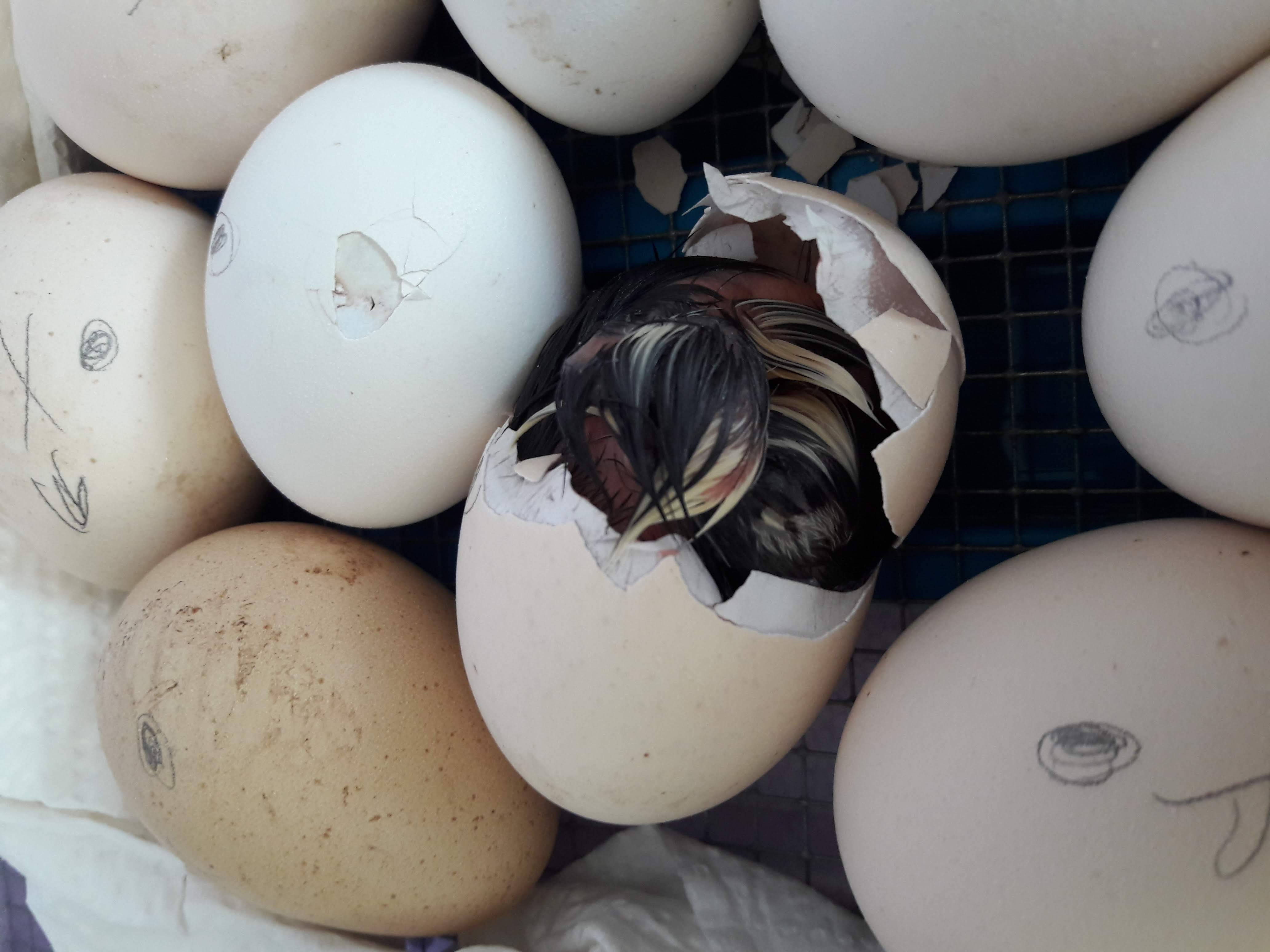 Nach 21 Tagen war es soweit: Das erste Küken strampelt sich frei. Und dann ging es "Schlag auf Schlag"