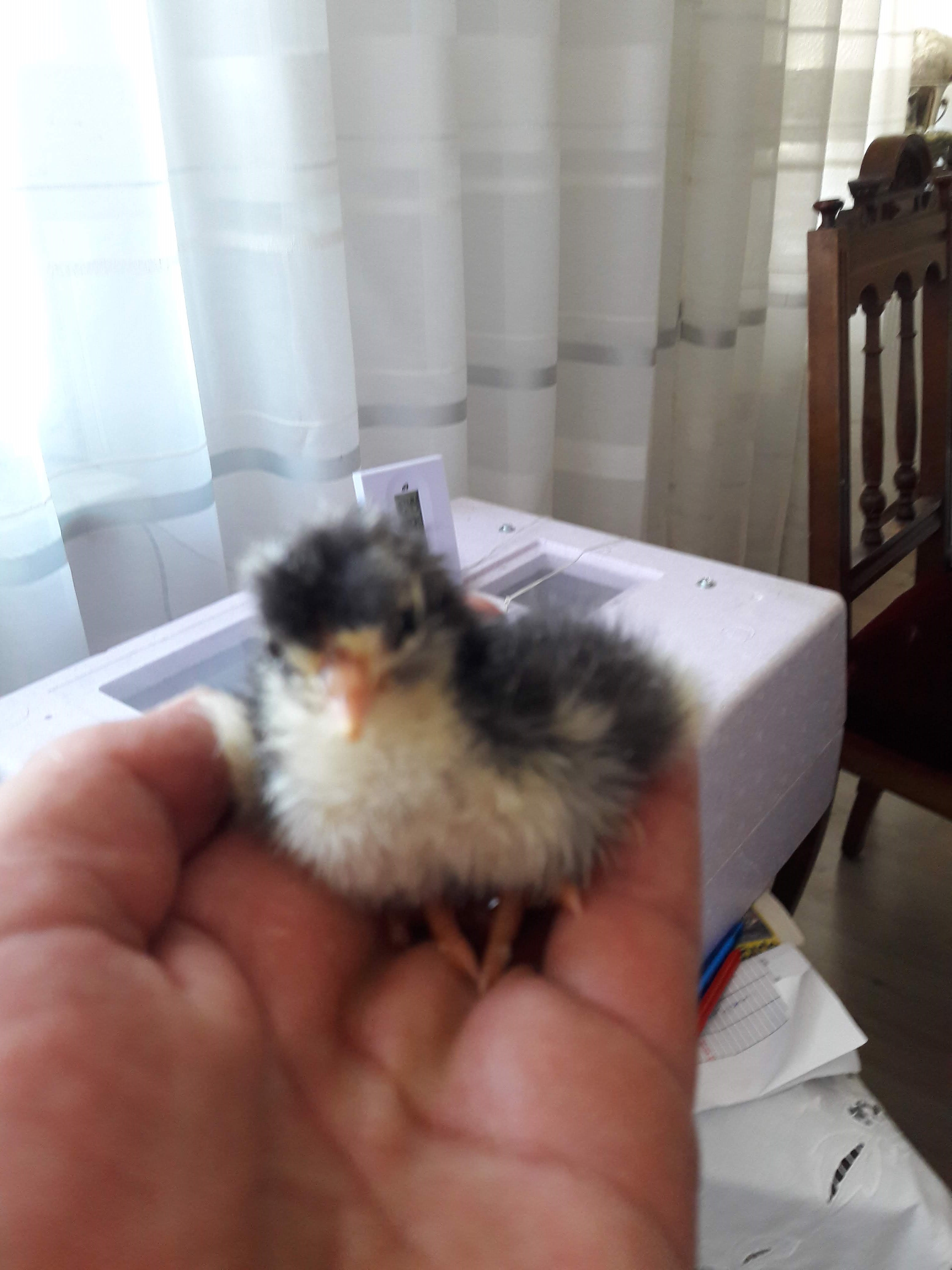 10 Tage später war auch das 1. Amrock da. (Bild verwackelt weil ich gerührt...)