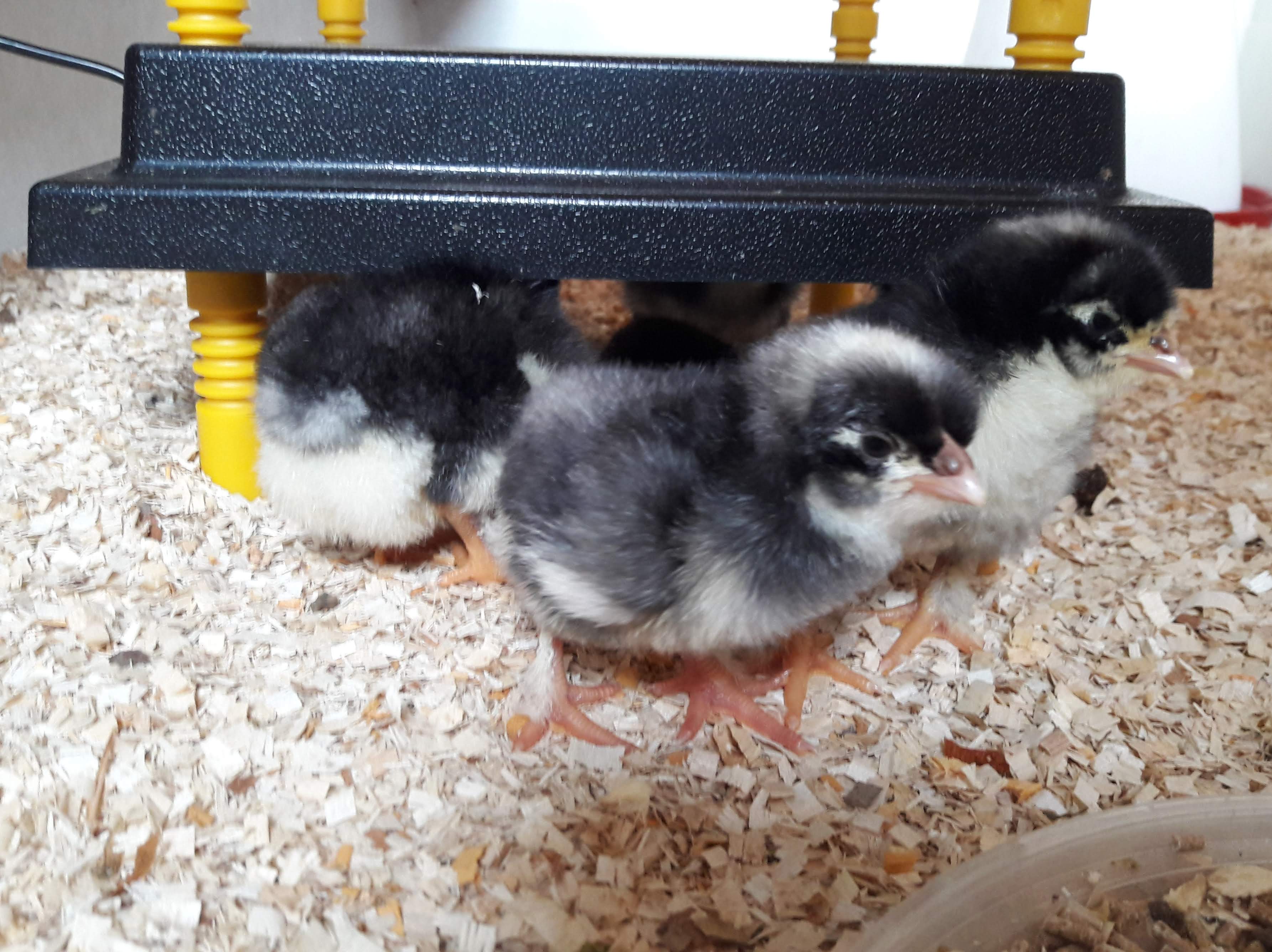 Nach 24 Stunden Erholung in der Wärmebox ging`s dann ins "Kinderzimmer" im Stall. Unter die Wärmeplatte - die künstliche Glucke. Gottchen neee... was sind die Kükies klein.... im Vergleich zu den Gösseln... Meine ersten Hühns! Auf dass sie groß und schön werden!