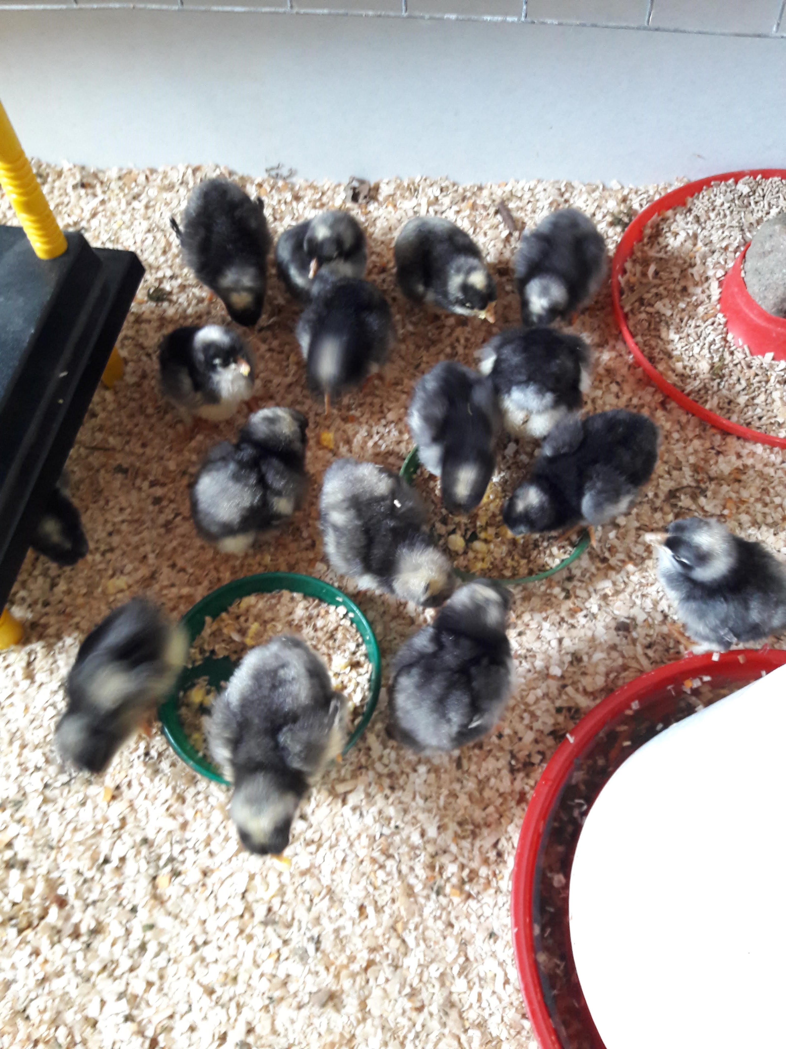 Futtern, rennen, schlafen. Und wachsen. Ich bin jeden Tag begeistert.