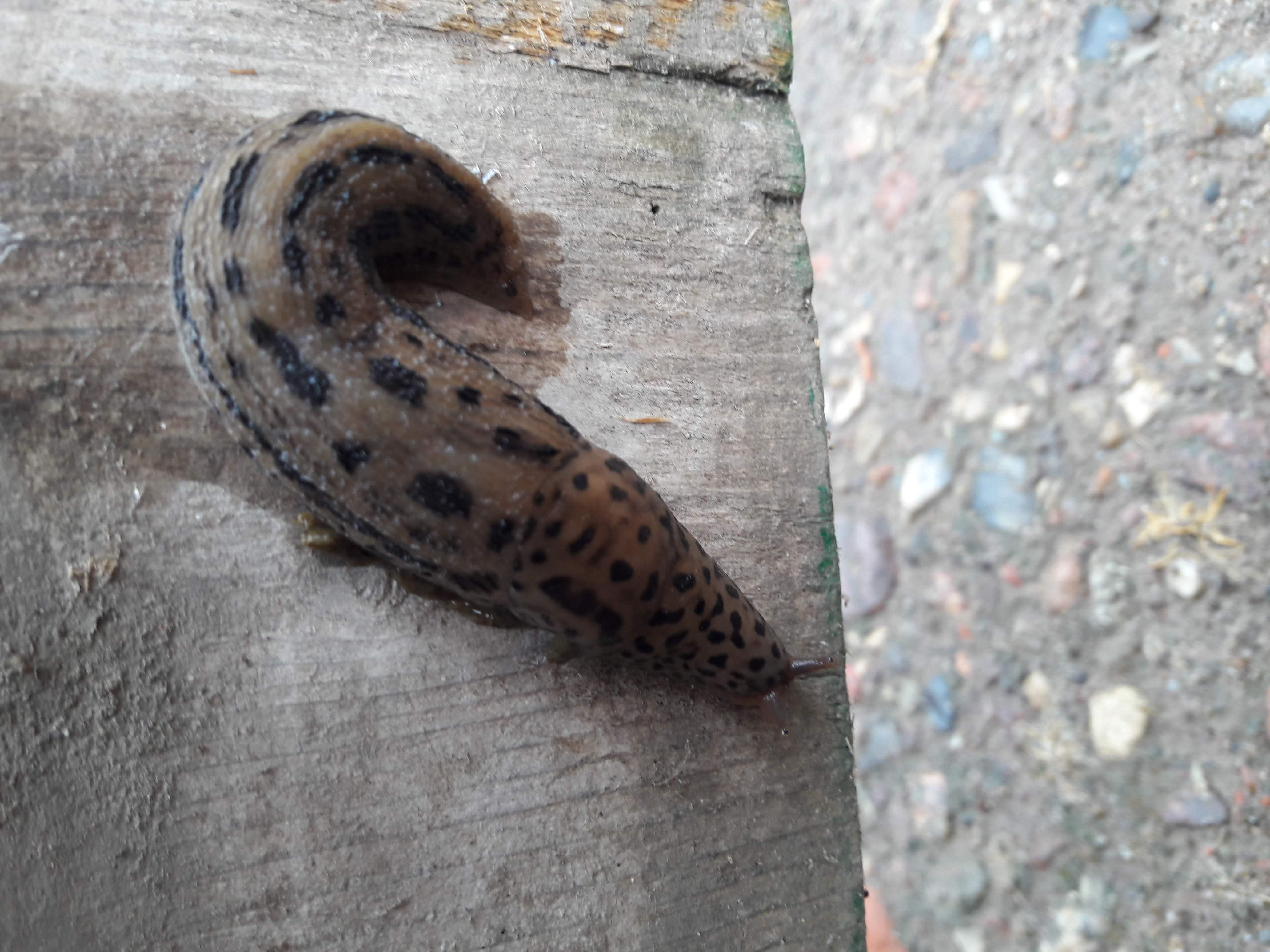 NEIN ! DER IST NICHT EKELIG !!!! Das ist keine schleimige Nacktschnecke, sondern ein außerordentlich nützlicher, großer Tigerschnegel. In echt sehen die fast samtig aus. Lt. www.schnegel.at "....... wie der Tigerschnegel (Limax maximus) schrecken nicht davor zurück, die berüchtigten Wegschnecken anzugreifen und zu fressen. " Also: wer einem begegnet: Bitte nicht zertreten sondern LEBEN LASSEN!