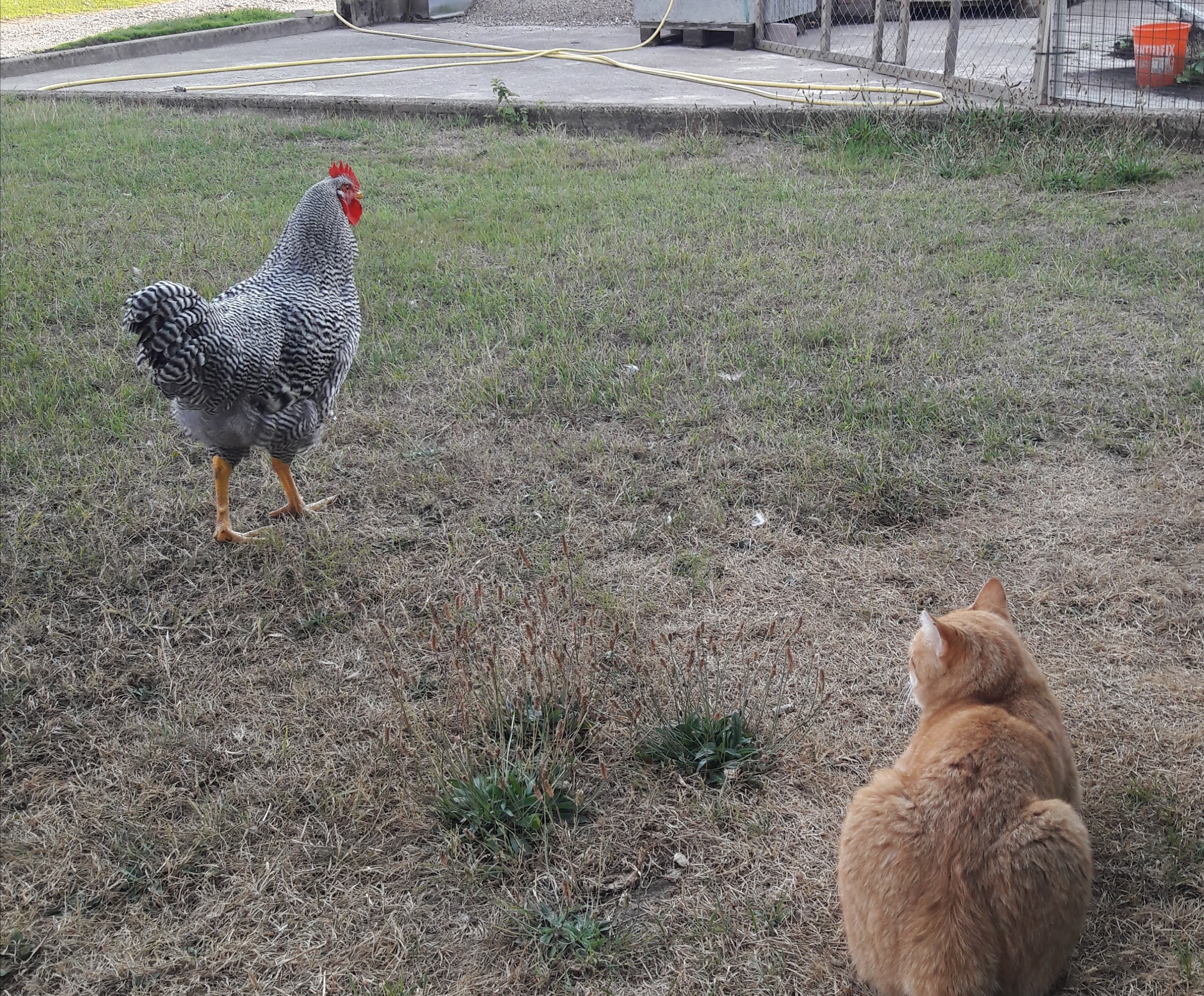 ...Hofkater Dickie herrscht harmonisch friedliche Koexistenz.