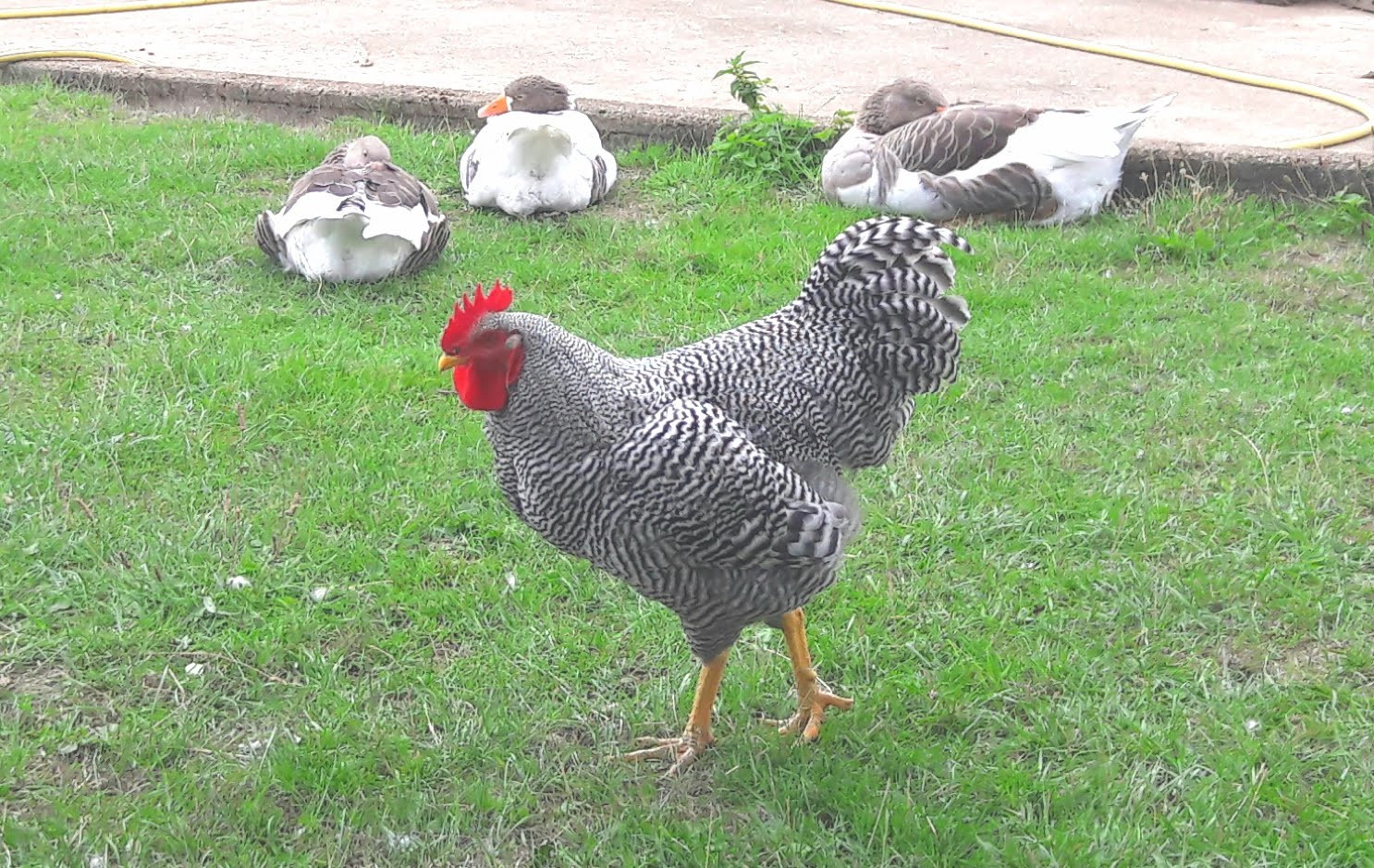 Mit den Zuchtgänsen und > nächstes Bild