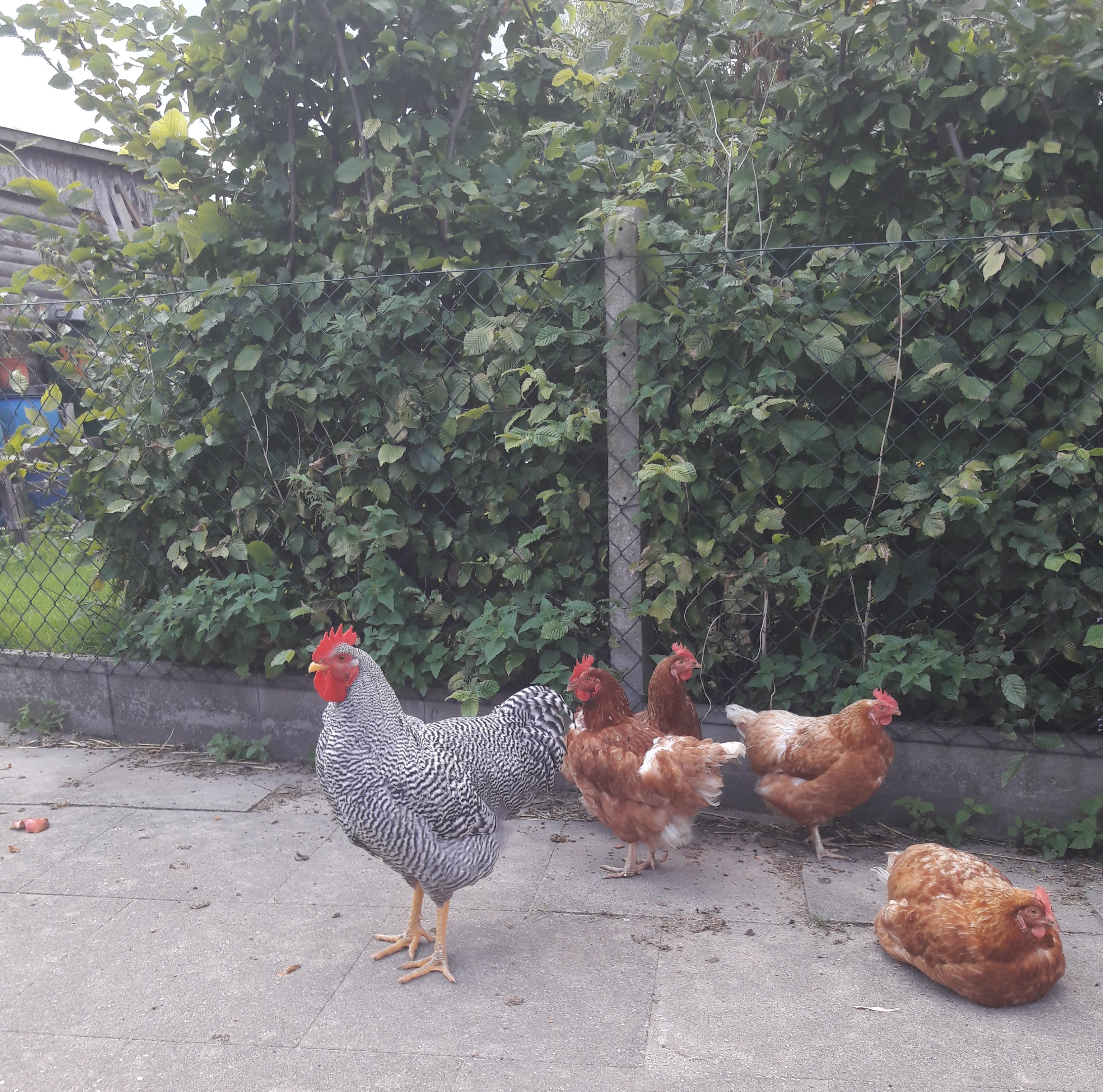 Nach 6 Wochen war Hannilein schon deutlich gewachsen, fing auch ganz selbstverständlich an, die Hennen zu führen. Wenn er etwas leckeres findet frisst er es nicht selbst, sondern "gluckert" laut und deutlich, ruft damit "seine Damen", pickt das gefundene auf und lässt es wieder fallen. Zeigt es ihnen so. Ein echter, fürsorglicher "Gentlehahn"! Außerdem: Hat er schon seine Männlichkeit bewiesen... Ich hab ihn ein paar Mal "Hennentaxi fahren" sehen ;))