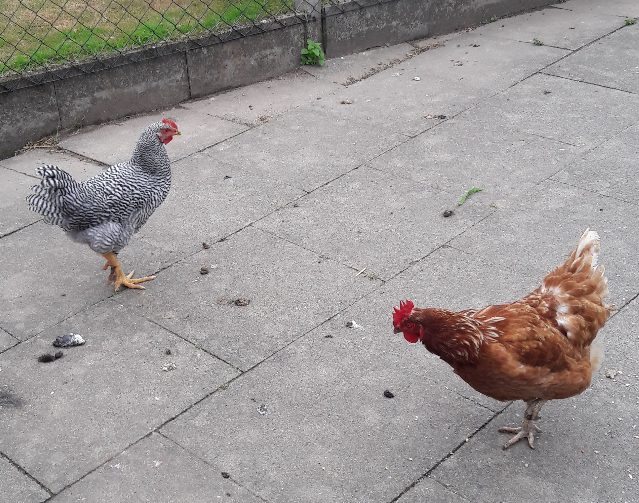 Am 10. Juli 2018 kam Amrock-Jungspund "Hannilein" dazu. Erst argwöhnisch beäugt, nach 1 Woche Gewöhnungszeit und Trennung durch ein Gitter, war alles harmonisch.