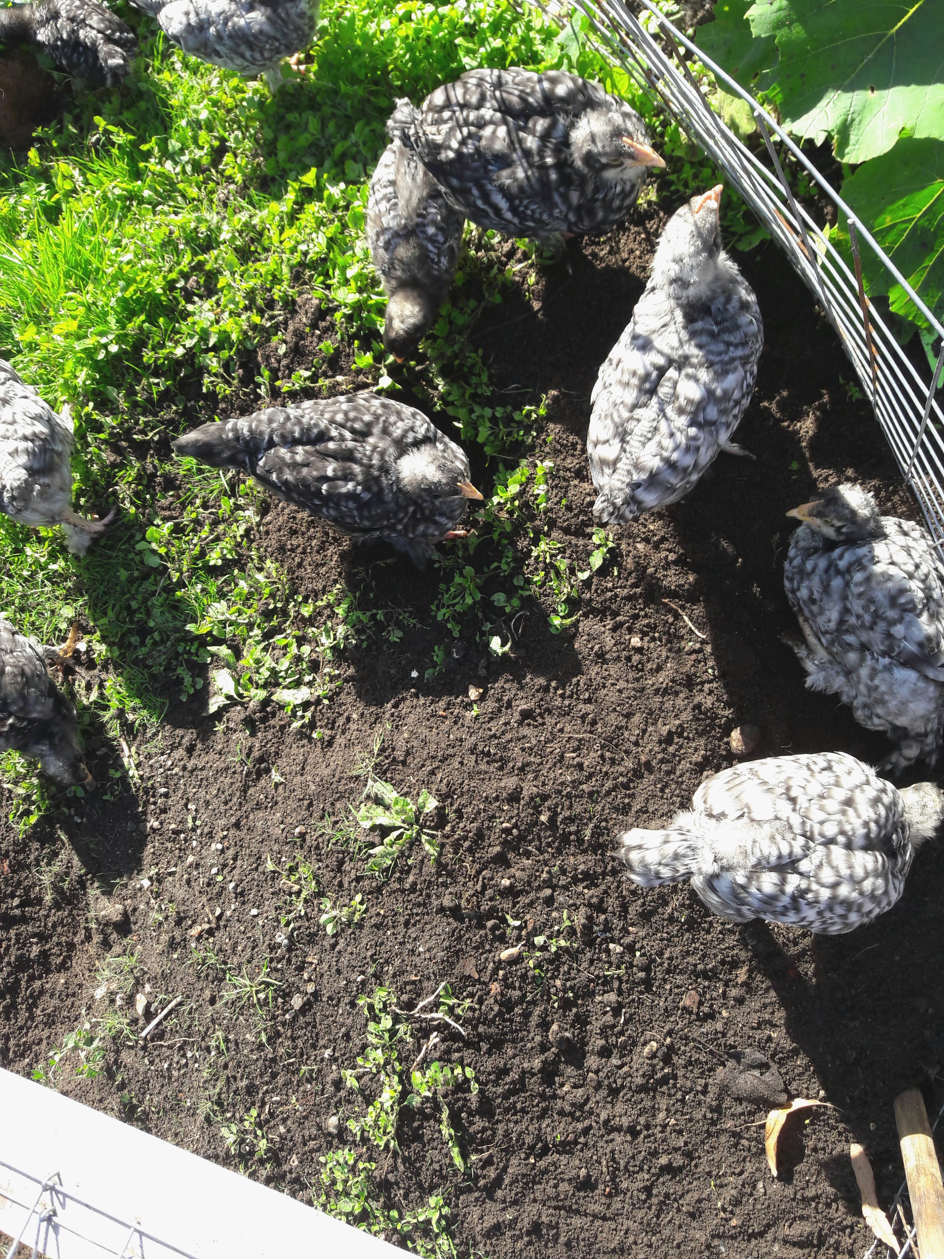 5. Woche. Kleine Aufgabe: Auf dem Kartoffelbeet Unkraut zupfen und einmal durchharken. Wird mit Begeisterung erledigt. Wegen der Würmies und so... Abends ist alles sauber und nur noch schwarz.