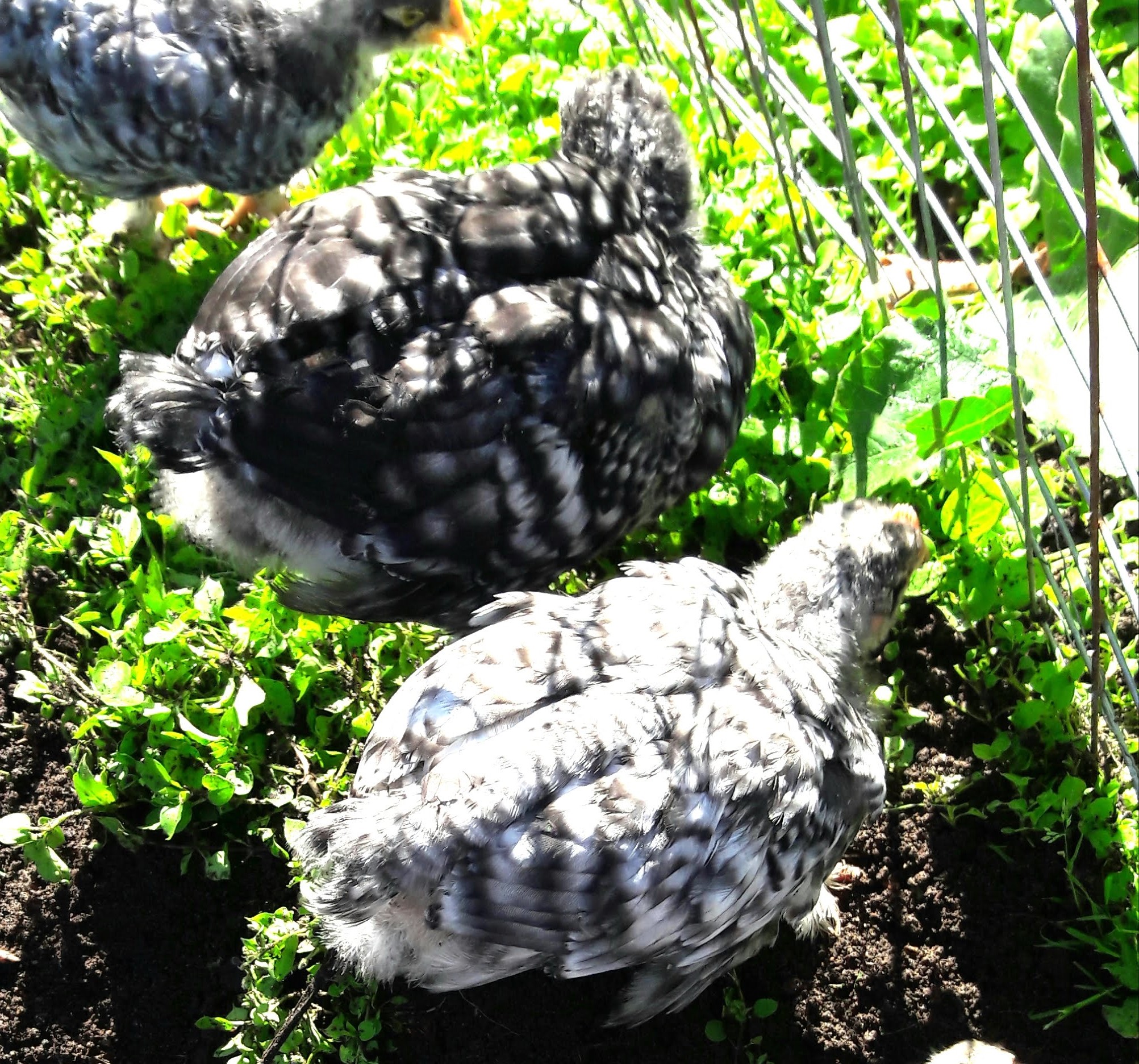 Hier ist der Unterschied deutlich: Die dunkle Henne ist in jeder Feder doppelt schwarz gebändert, der hellere Hahn nur einfach. Sowohl bei den Mechelnern als auch den Amrock.