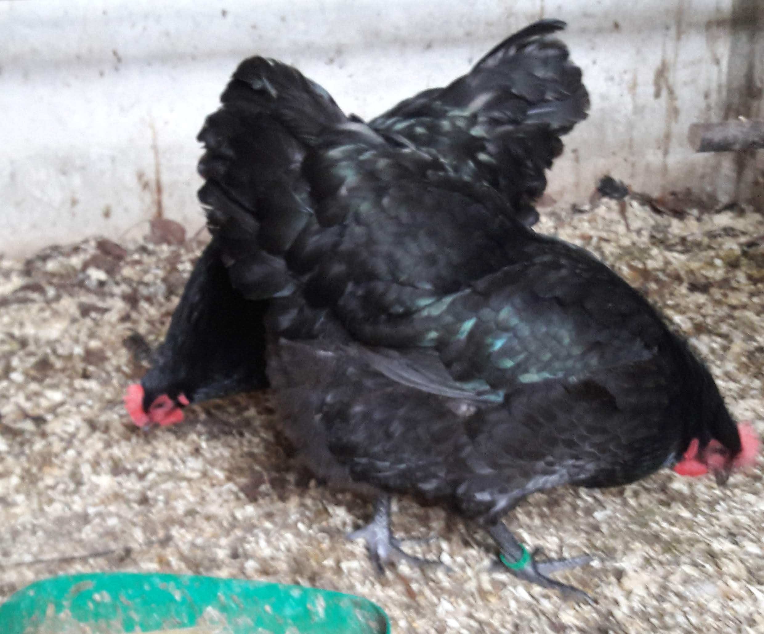 Die beiden großen, dicken, schillernden Australorps.
Zum Verwechseln ähnlich.
"Aussie 1 & 2 "
Am 2. Tag nach Ankunft wurde gelegt.