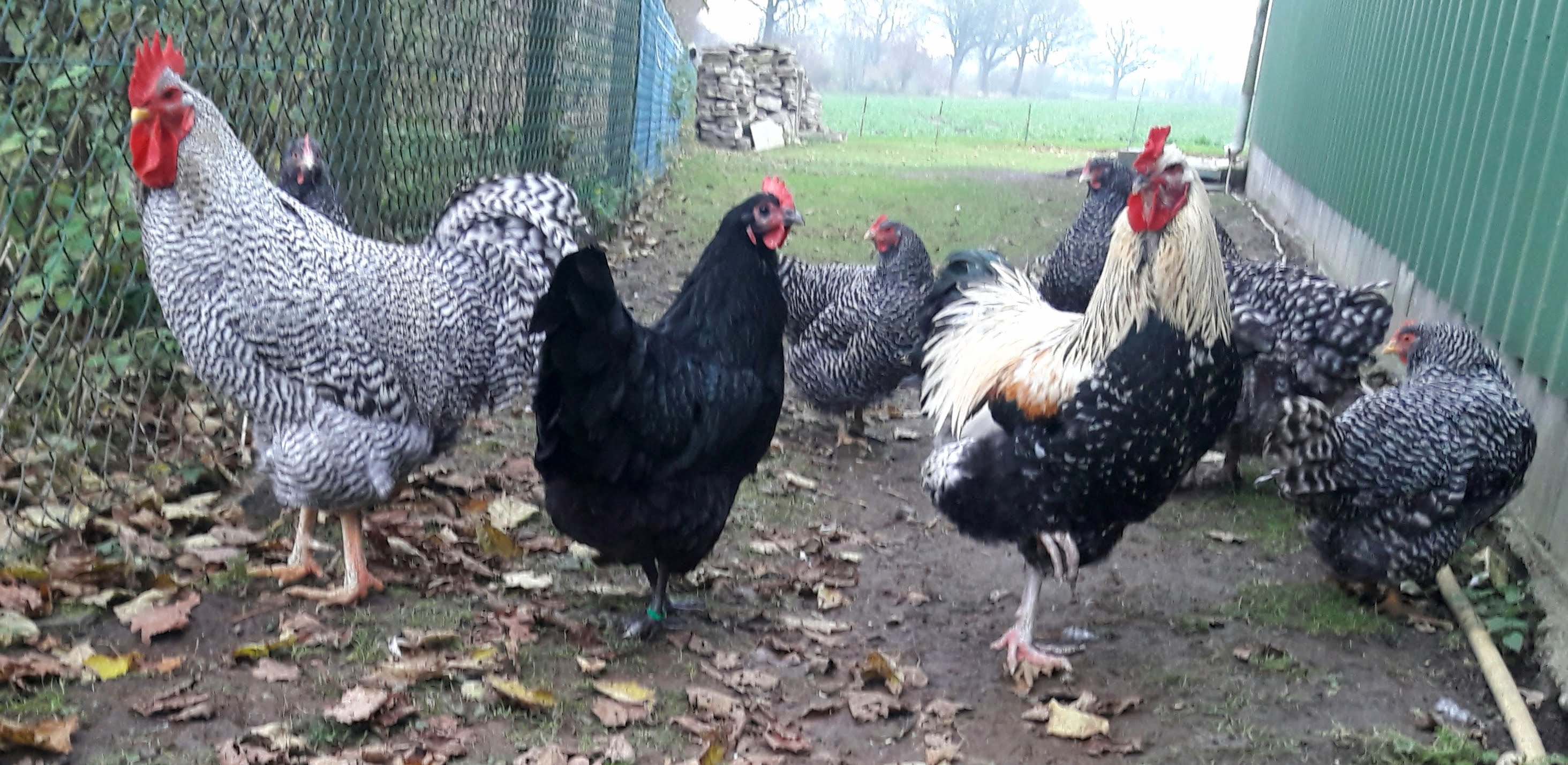 Zum Größenvergleich: zwischen den stattlichen Hähnen: links Hannilein Amrock und rechts Sam Brahma-Mix.