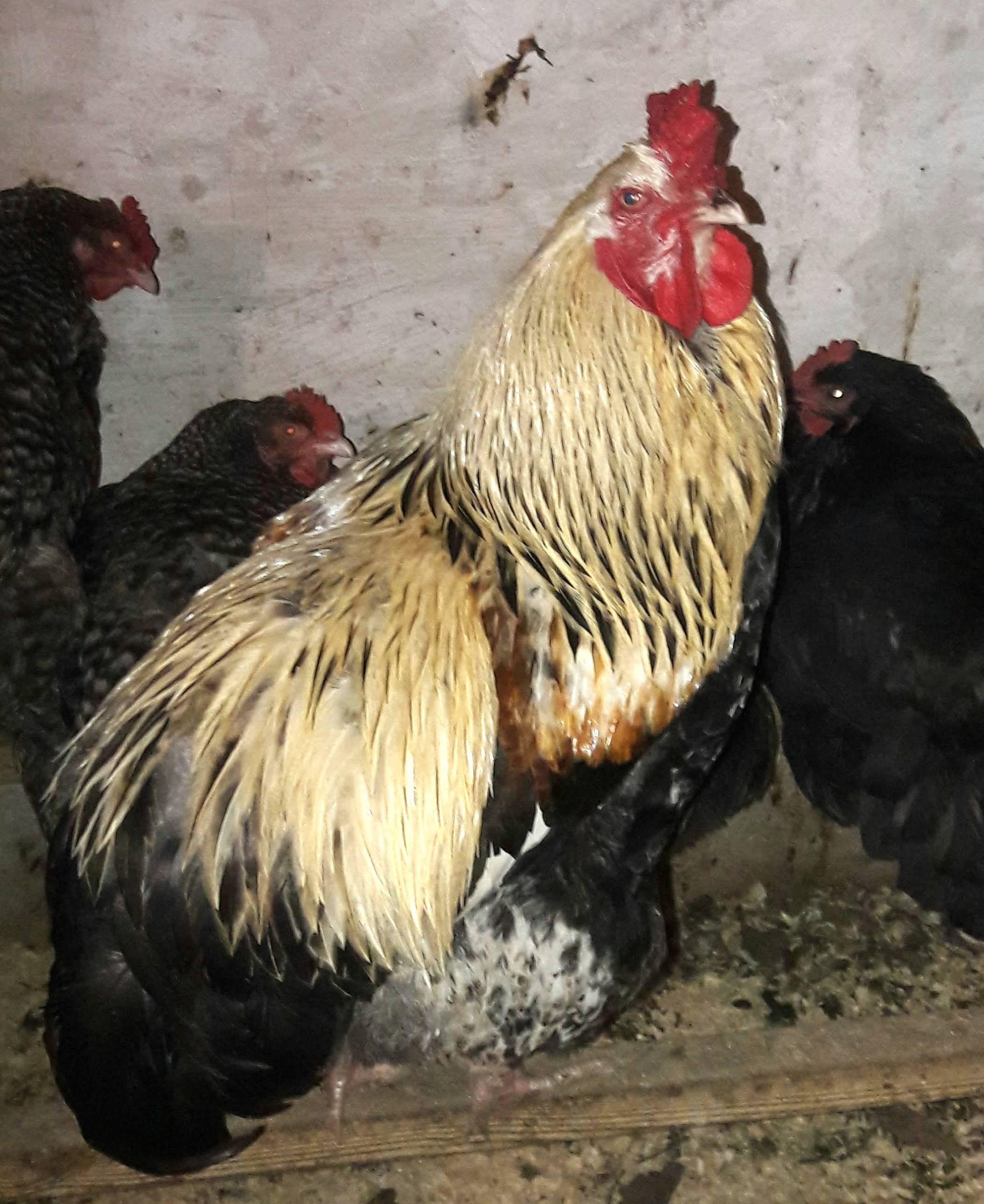 Sam Brahma-Mix kam Oktober `19 als Junghahn mit der jungen Italienerin zusammen zu uns. Sah "nach nix" aus. Im Tausch gegen meinen Schwedischen Blumenhahn - der sich zum Ausreißer entwickelt hatte.
Mittlerweile hat Sam JEDE Henne und uns in sich verliebt gemacht. Außerdem ist er "best Buddy" von Chefhahn Hannilein.