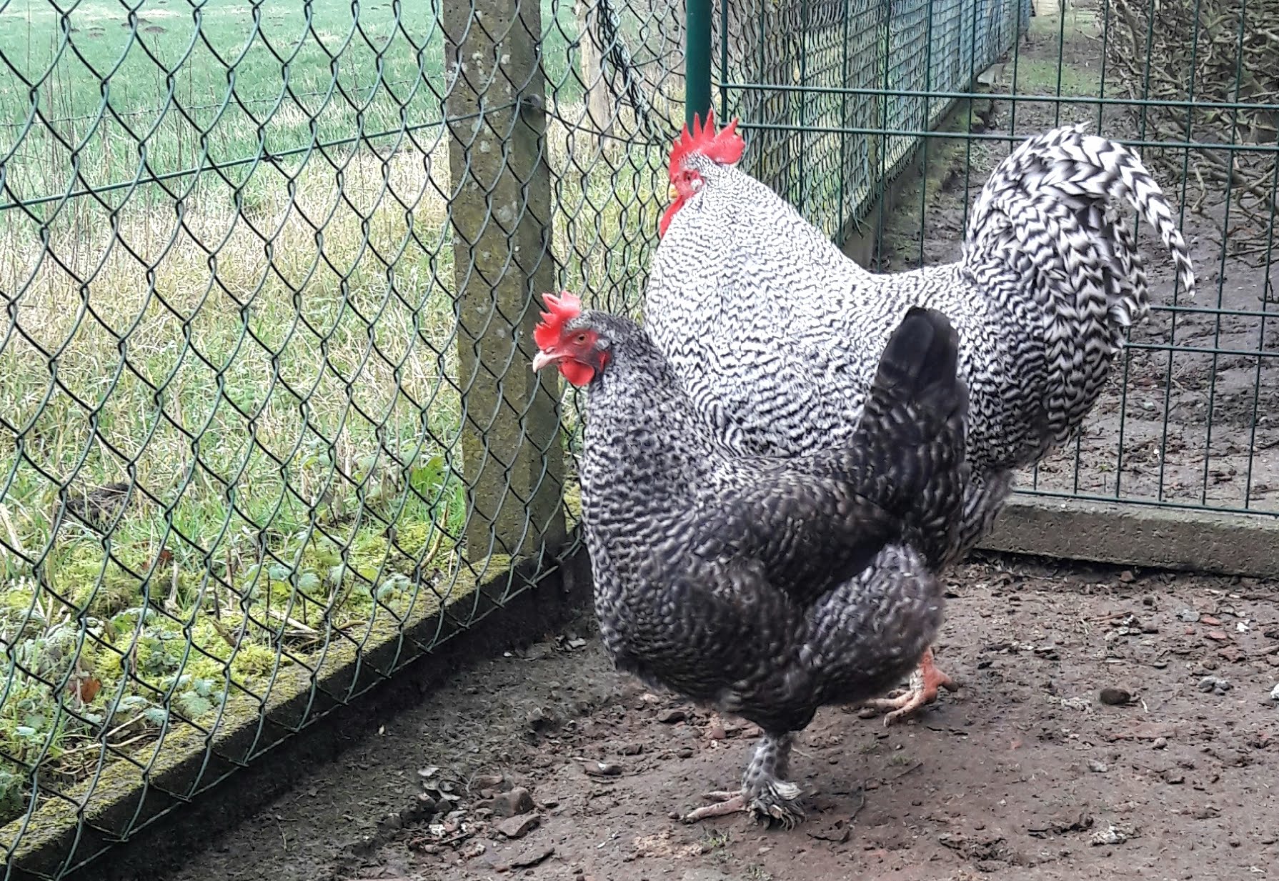 Mara stellt sich neben Hannilein. Die Konstellationen können aber jederzeit wechseln.
Die Hähne sind extrem friedlich miteinander und fürsorglich zu allen Hennen.