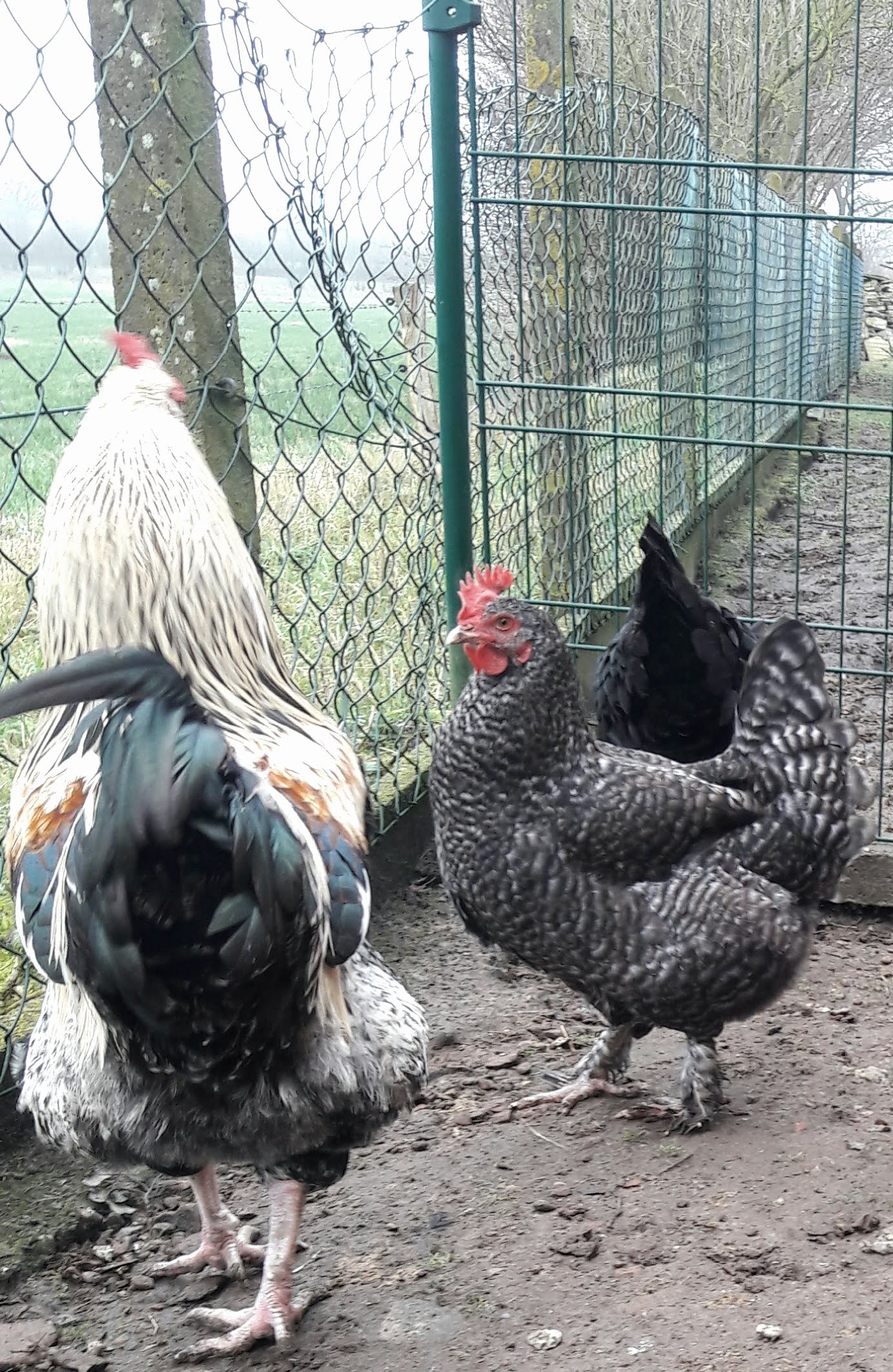 Annie hat gleich Sam auf sich aufmerksam gemacht... obwohl sie noch nie einen Hahn gesehen hat...