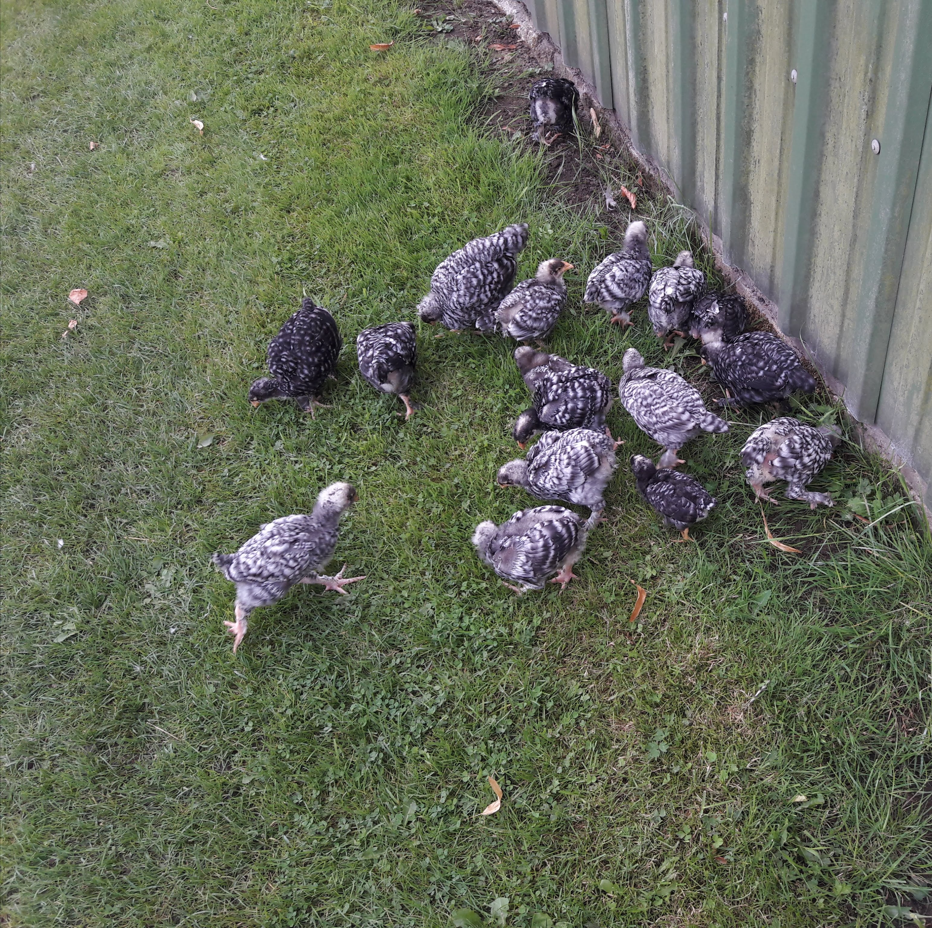 4,5te Woche. Wildes Gewusel - alle durcheinander. Scharren und piepen. Laut, wenn sie einen armen Regenwurm gefunden haben. Und machen somit die Kumpel auf den Fang aufmerksam... dann beginnt die wilde Jagd.... Wie ich sie nachher wieder in den Stall kriege? Mit schneller Hand von der Seite und: SCHWUPPS in den Korb ;) Gänseküken sind wesentlich einfacher zu leiten. Da sie immer in der Gruppe marschieren, kommen sie überall mit und hinterher. Egal wohin...