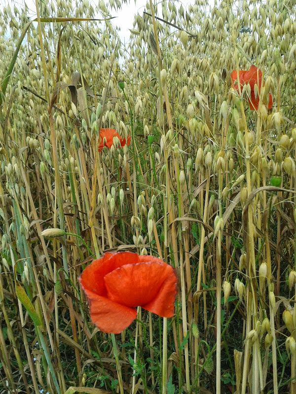 Bei uns ist die Welt noch in Ordnung. Und nicht nur "morgens um halb Zehn"... Hier kriecht und fliegt (auf Plattdeutsch: kreucht und fleucht) es noch überall. Alltägliches, seltenes, außerordentliches.... und alles nicht "Ihhhh" und "IGITT" sondern: reine Natur, tausend mal älter als der Mensch und immer perfekt. Alles gehört zu allem und jedes in sein Habitat. Wenn was fehlt: Stirbt das andere auch. Also: Respektieren, schützen, schätzen, bewahren. Und nicht: Platthauen und zertreten, vergiften und ausrotten. Wir stehen zwar am Ende der Nahrungskette, können aber fix am Ende sein....