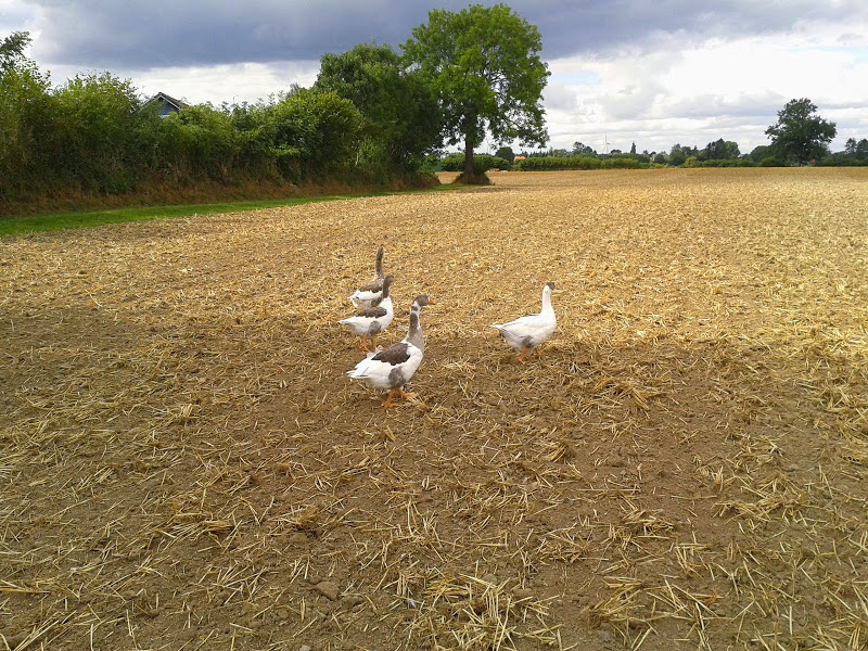 Wo wir grade auf Kontrolle sind: "Wo bitteschön ist UNSER HAFER GEBLIEBEN!!??"